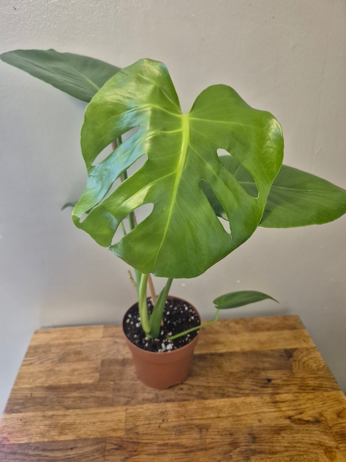 Monstera Deliciosa | Swiss Cheese Plant | 12cm Pot | 40-50cm Tall