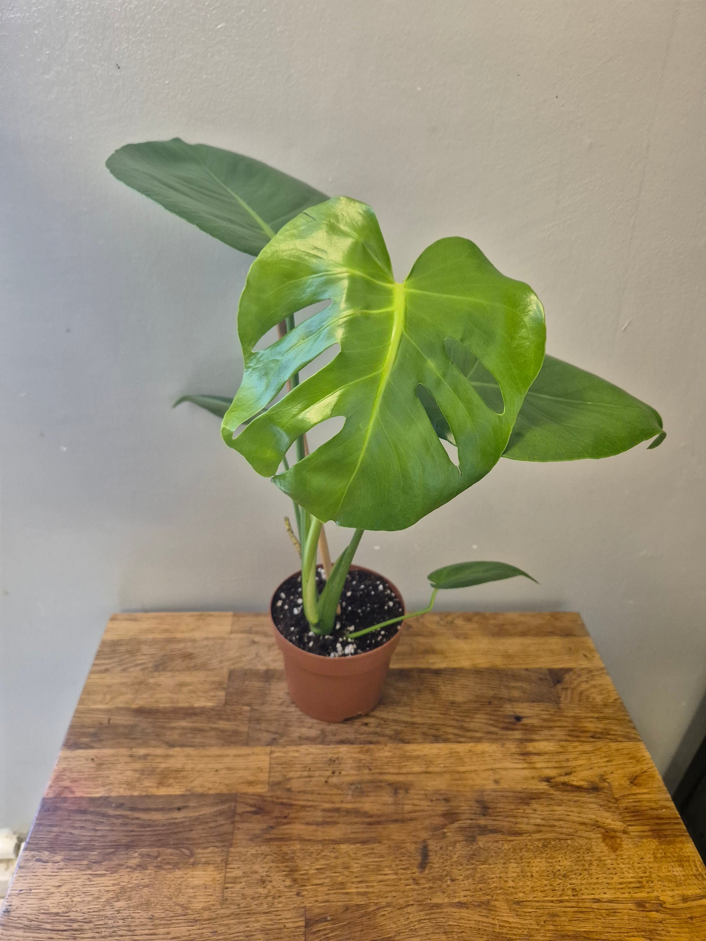 Monstera Deliciosa | Swiss Cheese Plant | 12cm Pot | 40-50cm Tall