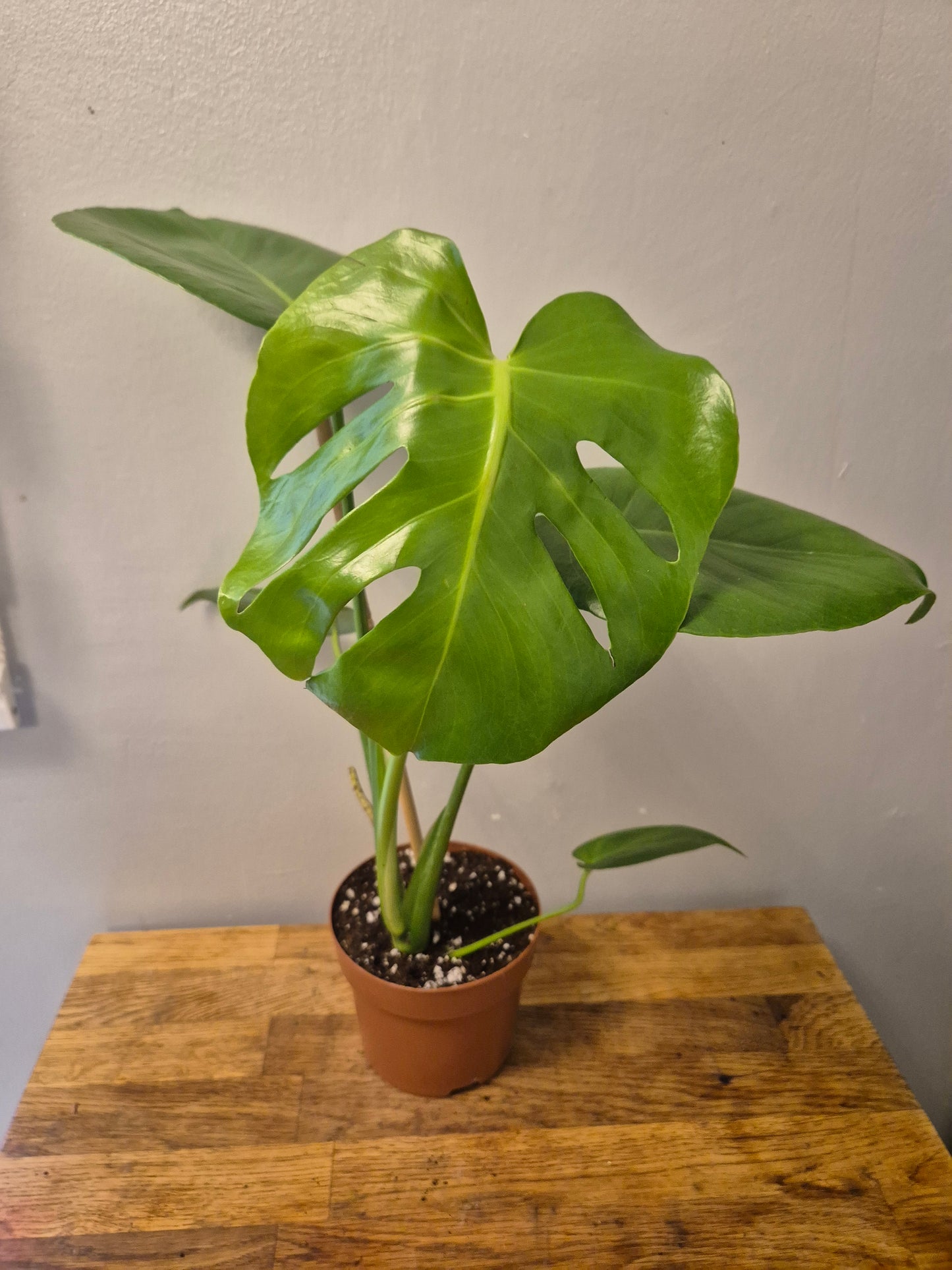 Monstera Deliciosa | Swiss Cheese Plant | 12cm Pot | 40-50cm Tall