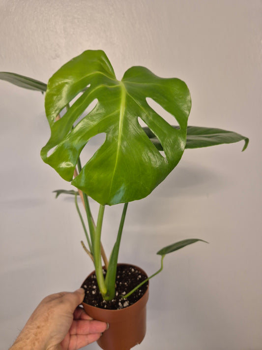 Monstera Deliciosa | Swiss Cheese Plant | 12cm Pot | 40-50cm Tall