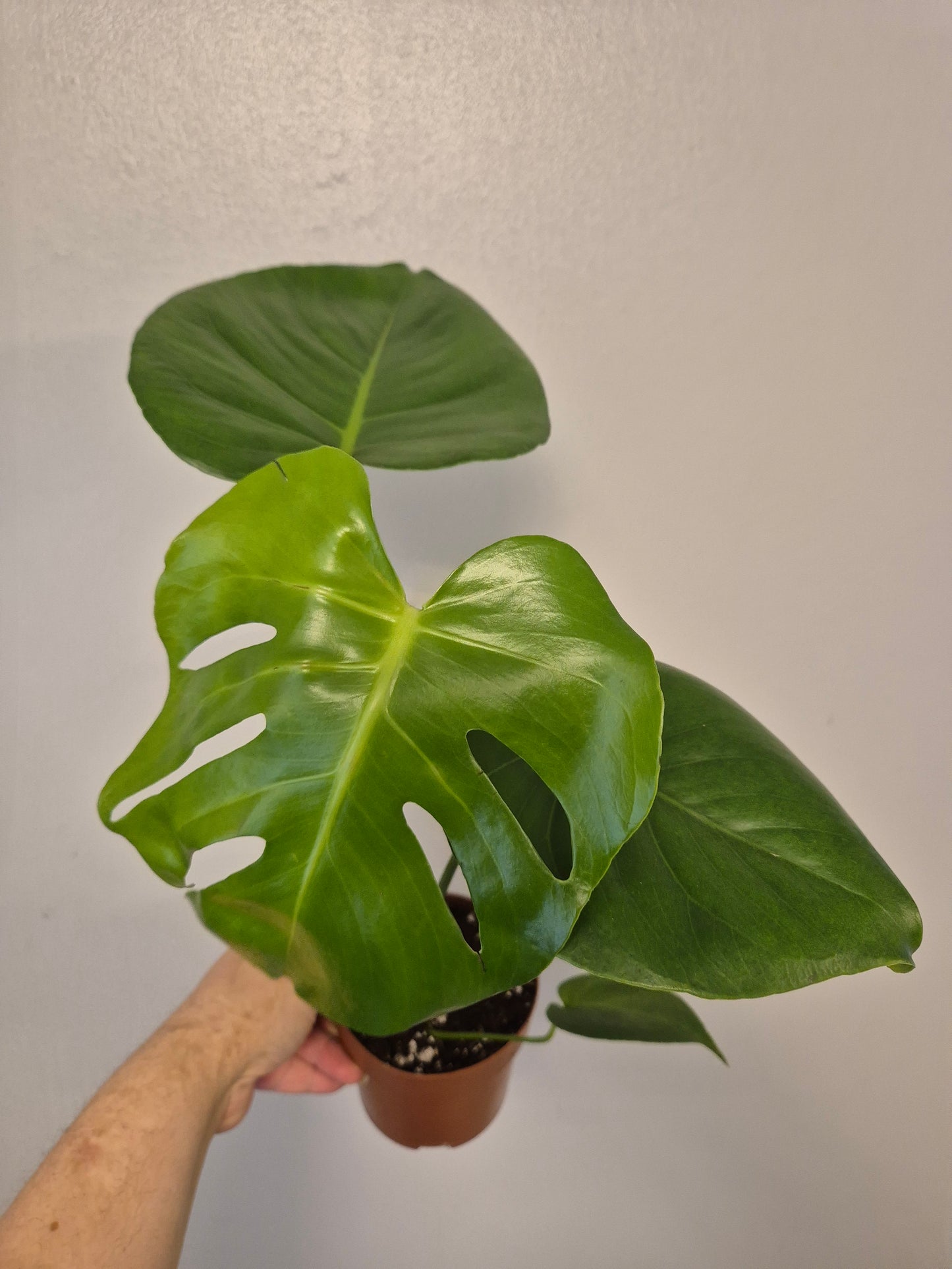 Monstera Deliciosa | Swiss Cheese Plant | 12cm Pot | 40-50cm Tall