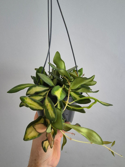 Hoya Burtoniae variegated 12cm Hanging Plant Pot | Houseplant Rare wax plant