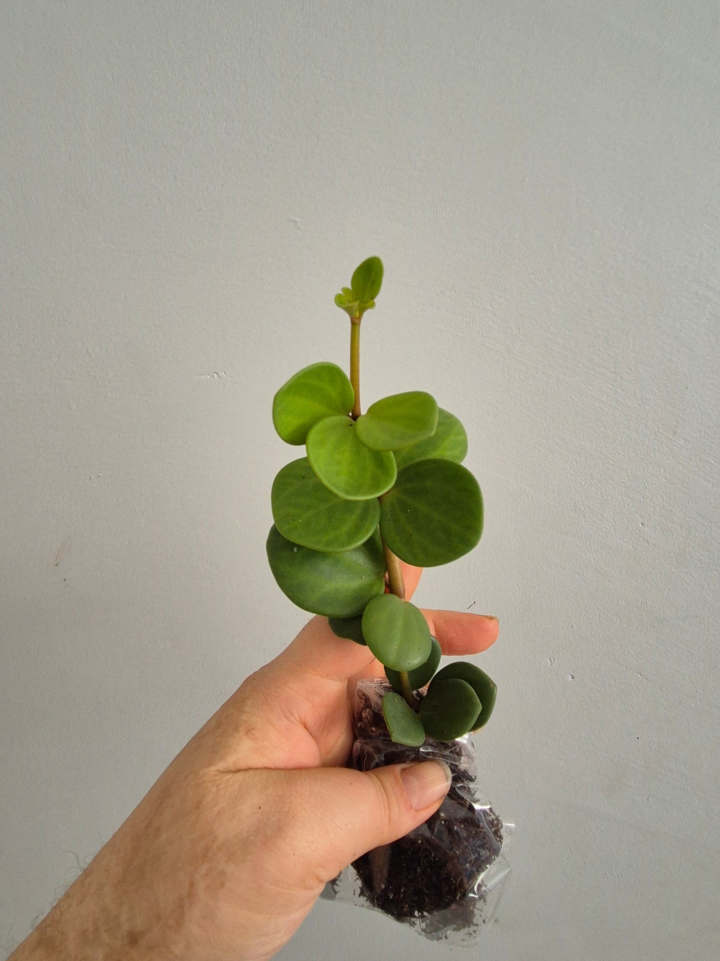 Peperomia Hope | Sent Bare Rooted | Trailing Succulent House Plant | RARE