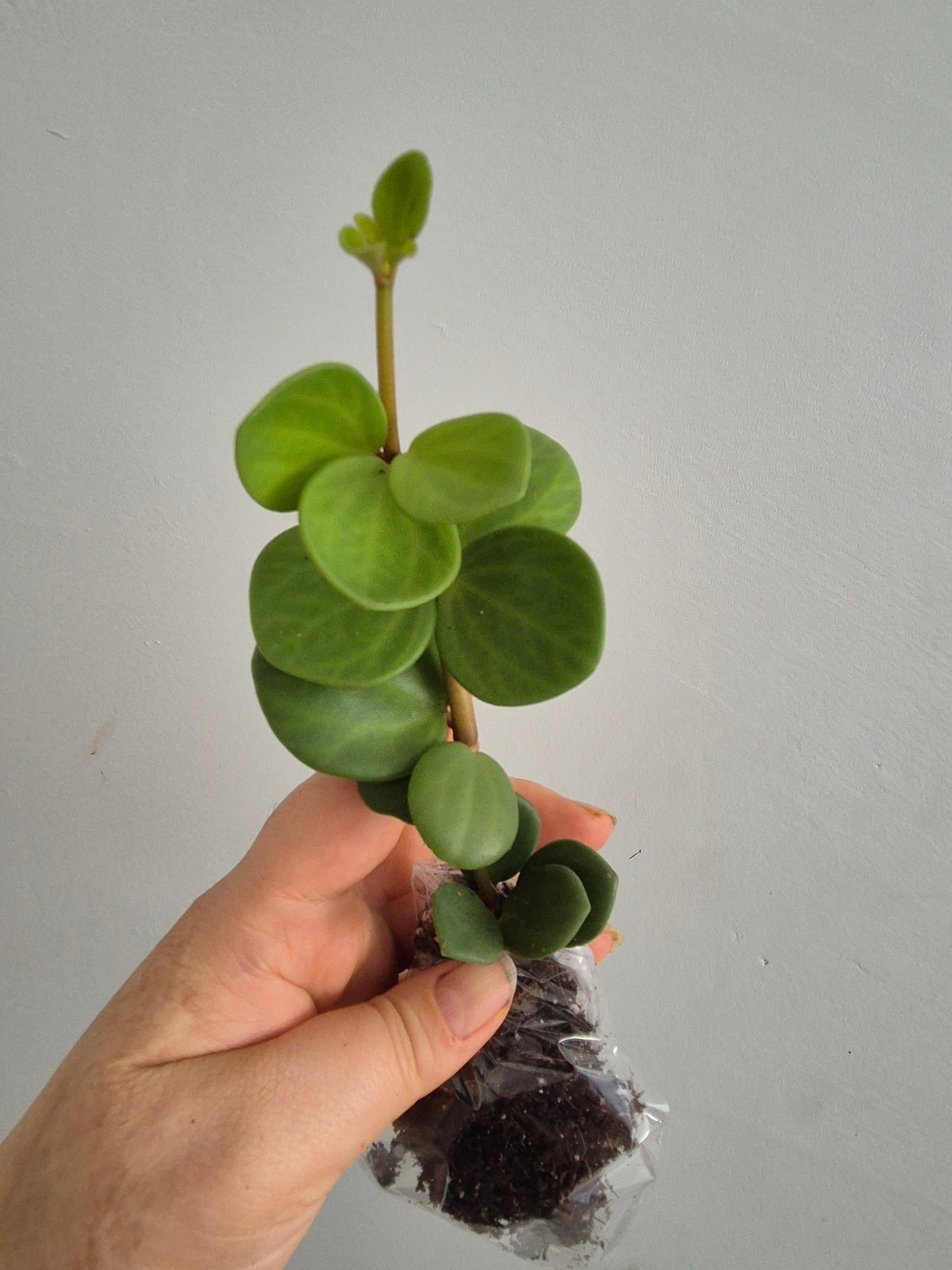 Peperomia Hope | Sent Bare Rooted | Trailing Succulent House Plant | RARE