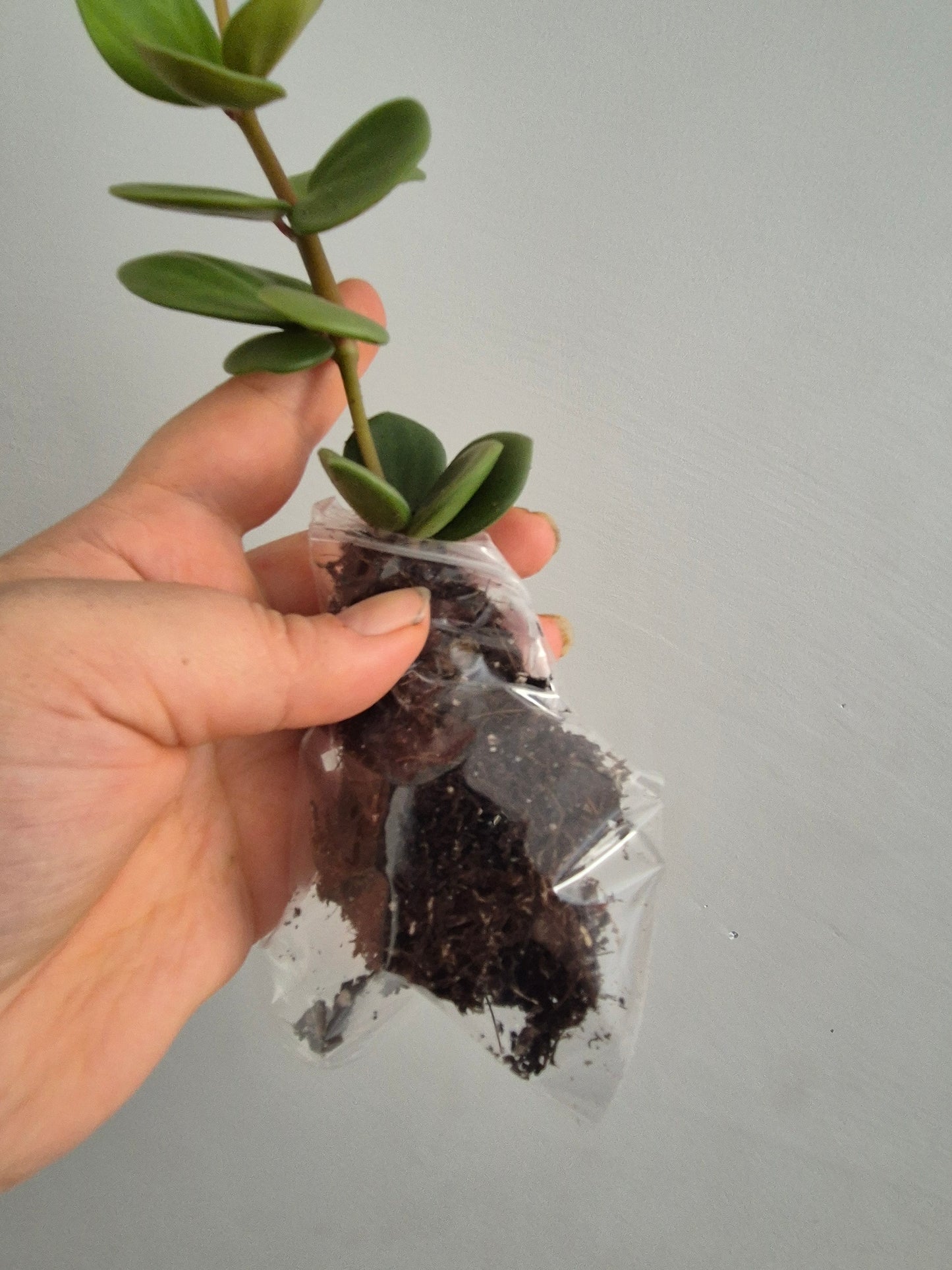 Peperomia Hope | Sent Bare Rooted | Trailing Succulent House Plant | RARE