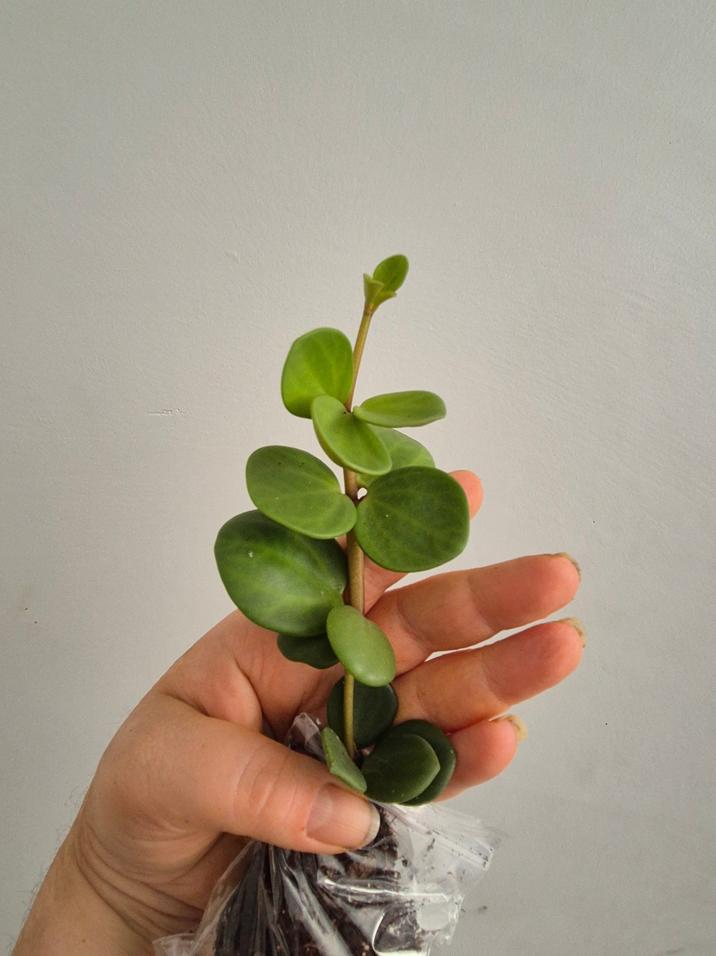 Peperomia Hope | Sent Bare Rooted | Trailing Succulent House Plant | RARE