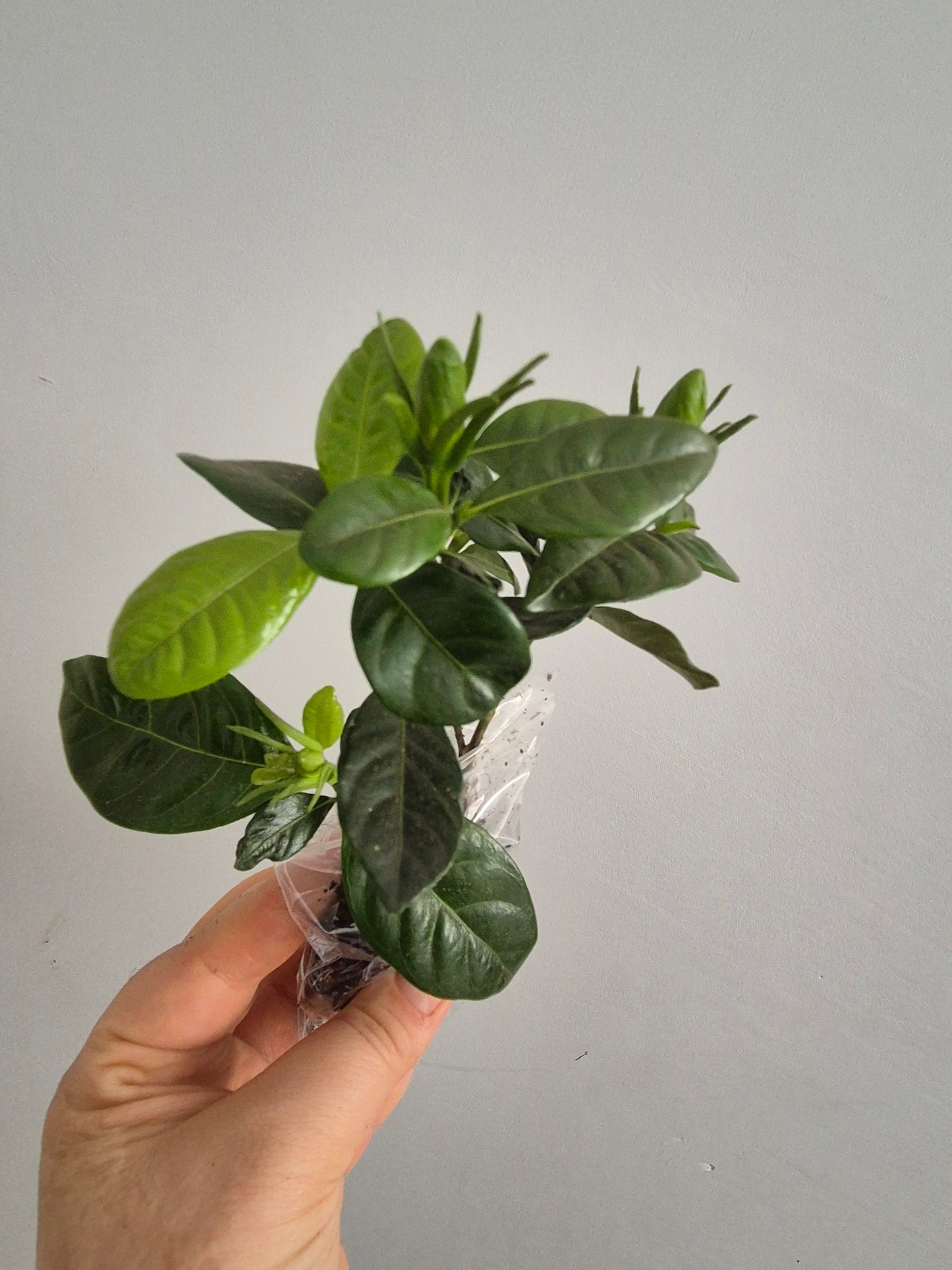 2x Gardenia Jasminoides Cape Jasmine Fragrant Indoor / Outdoor plant Bare Rooted