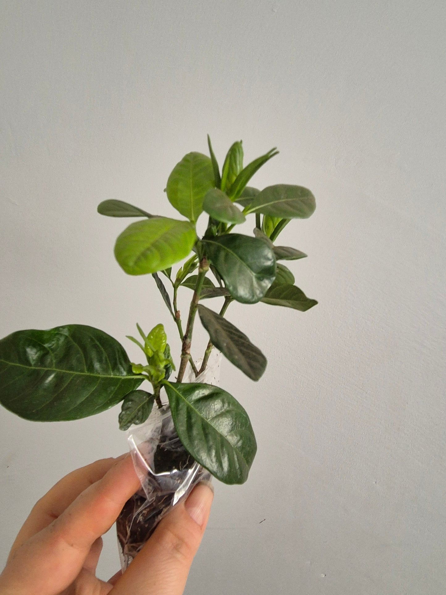 2x Gardenia Jasminoides Cape Jasmine Fragrant Indoor / Outdoor plant Bare Rooted