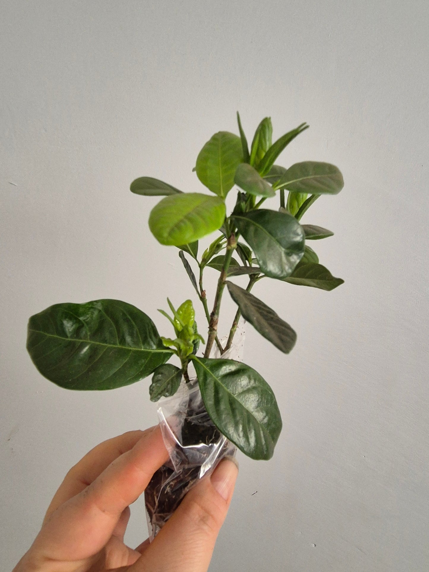 2x Gardenia Jasminoides Cape Jasmine Fragrant Indoor / Outdoor plant Bare Rooted