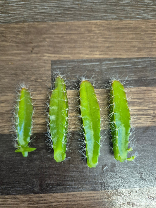 Hylocereus Undatus | 4 x 5-6 cm unrooted cuttings | Dragon fruit Cactus Cuttings