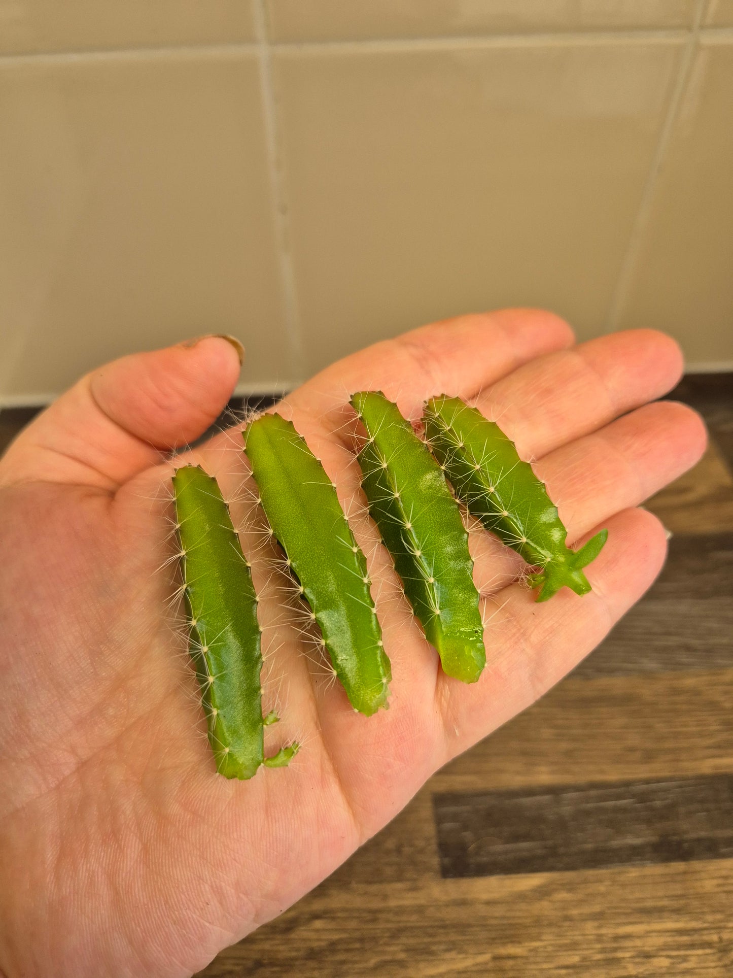 Hylocereus Undatus | 4 x 5-6 cm unrooted cuttings | Dragon fruit Cactus Cuttings