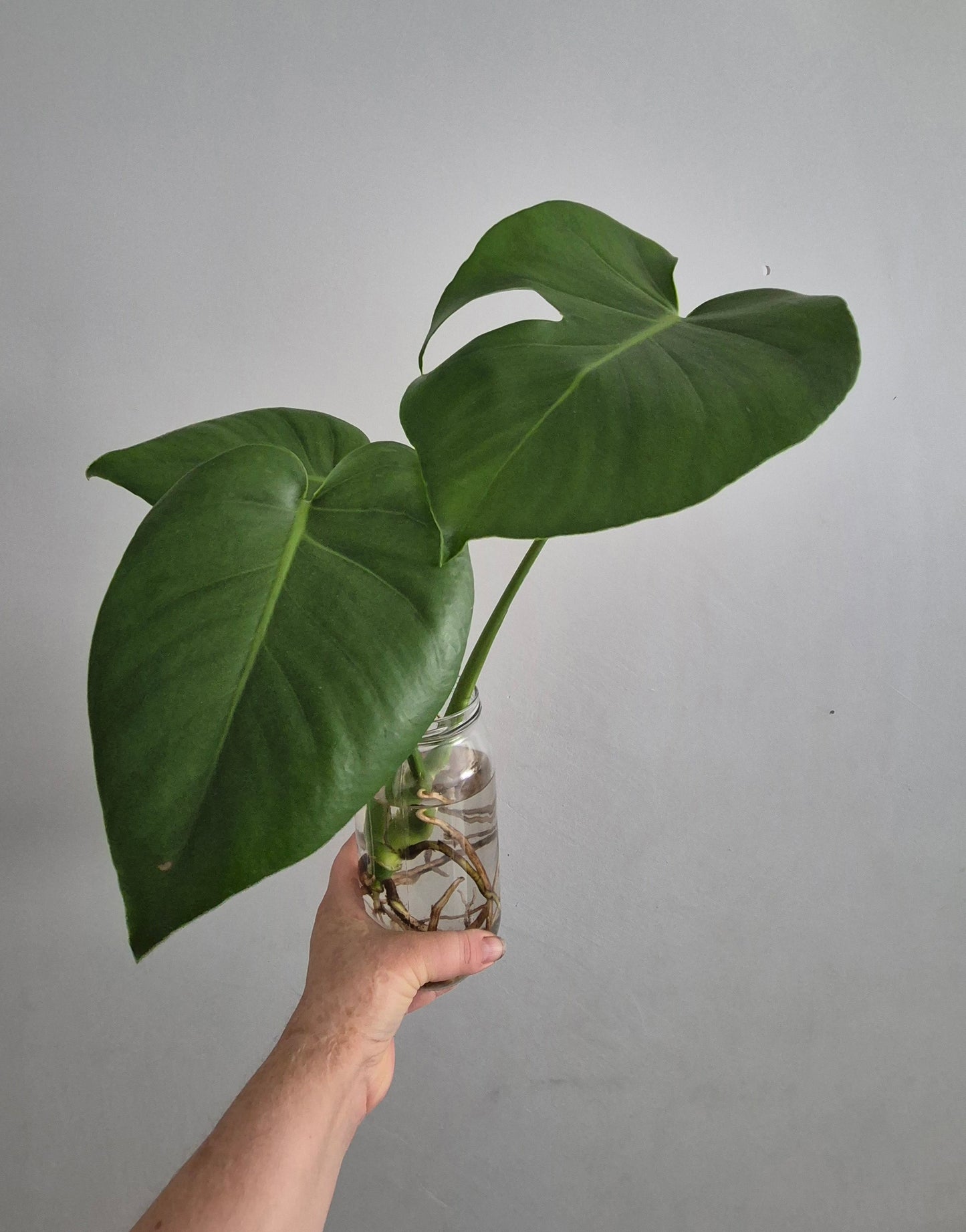 Monstera Deliciosa | Swiss Cheese Plant | Plant In Water | 40-50cm Tall