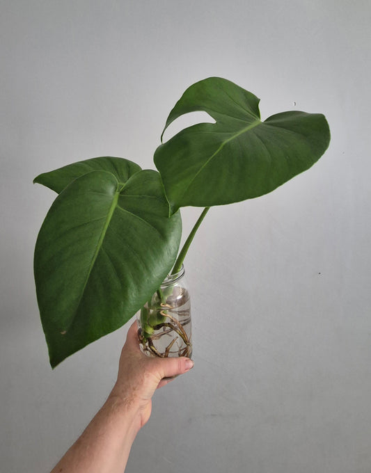 Monstera Deliciosa | Swiss Cheese Plant | Plant In Water | 40-50cm Tall