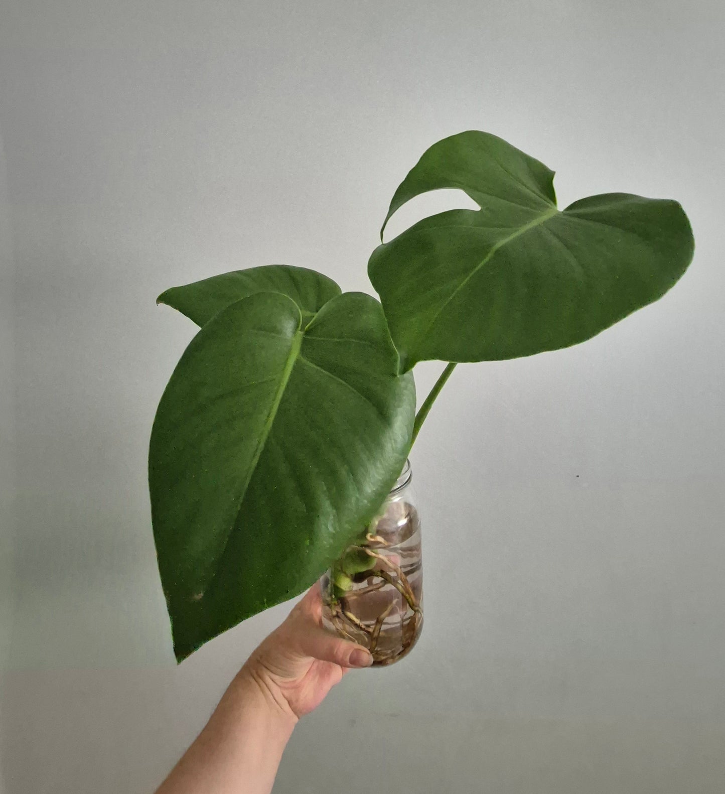 Monstera Deliciosa | Swiss Cheese Plant | Plant In Water | 40-50cm Tall
