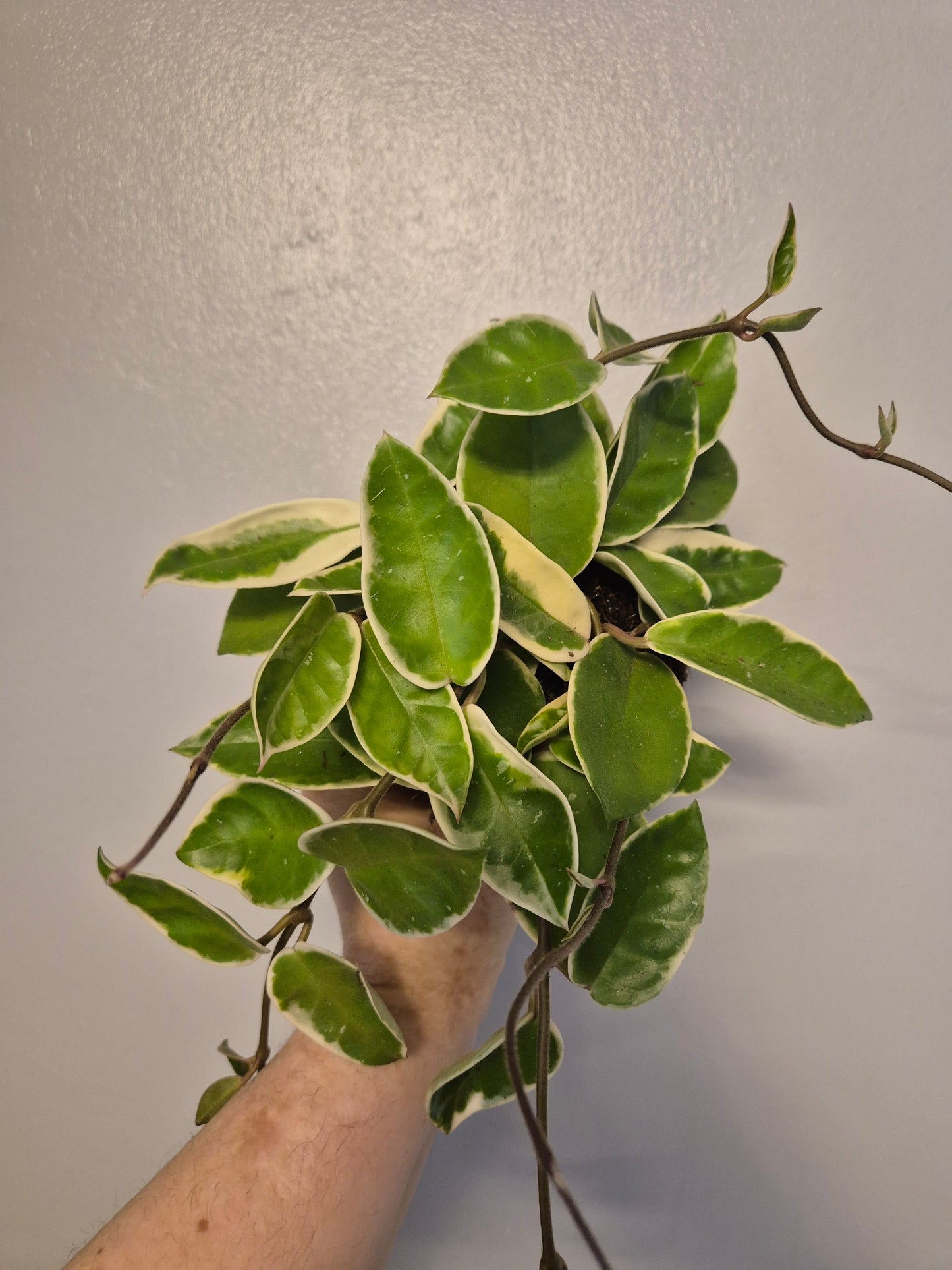 Hoya Carnosa Krimson Queen Plant | 12cm Pot | Rare Wax plant