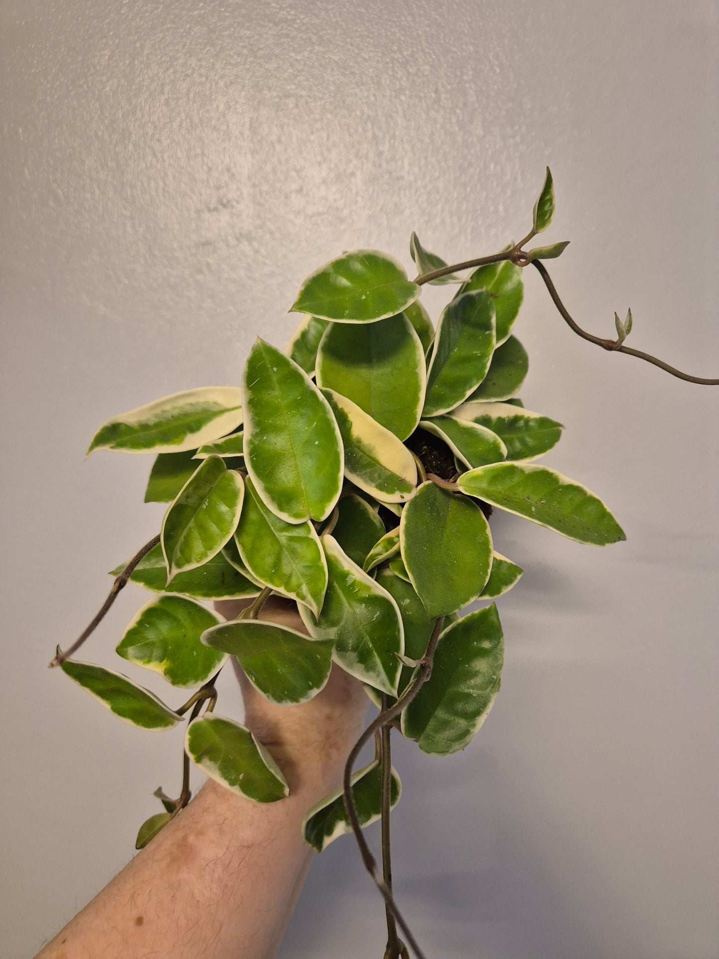 Hoya Carnosa Krimson Queen Plant | 12cm Pot | Rare Wax plant