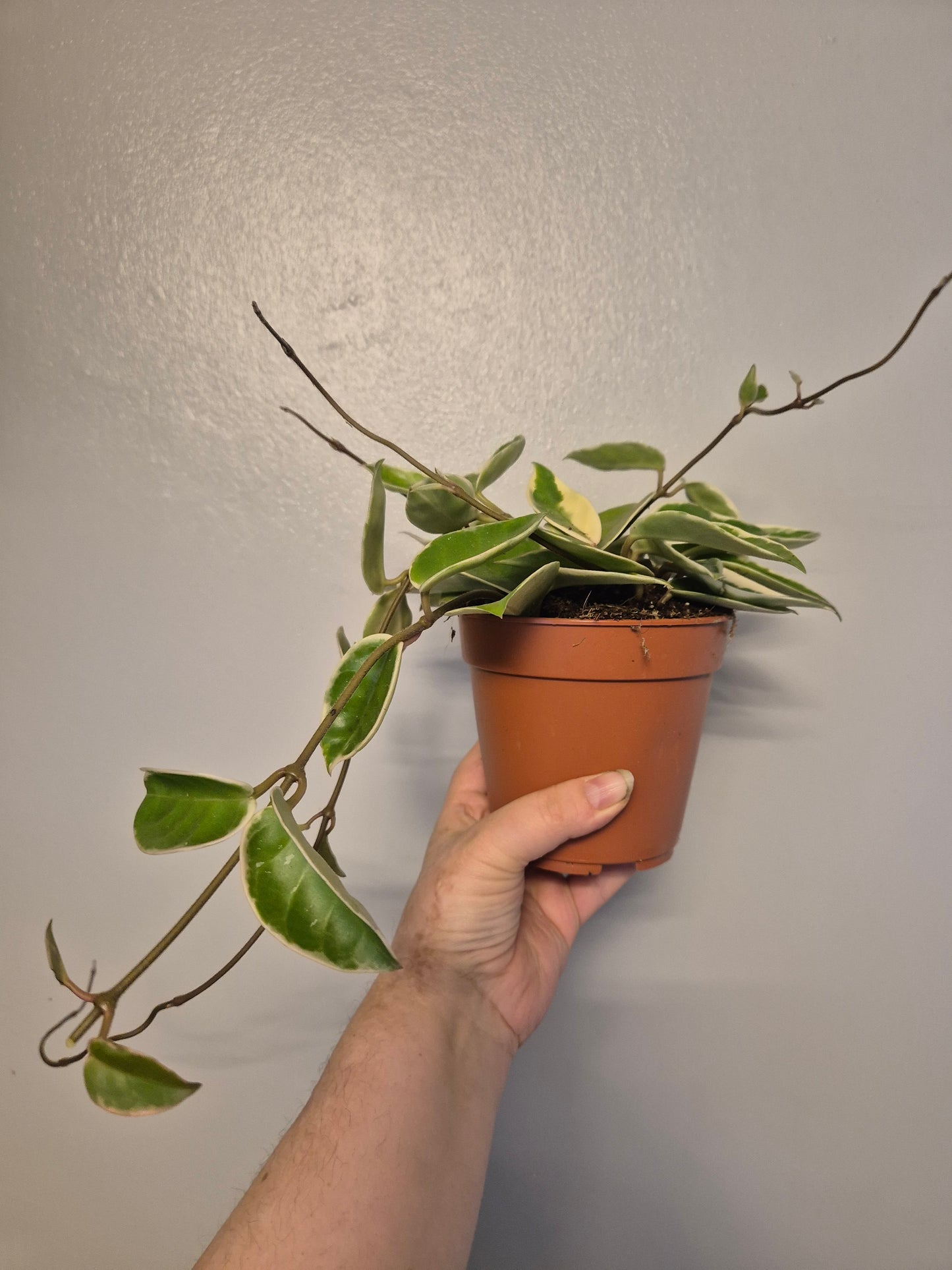 Hoya Carnosa Krimson Queen Plant | 12cm Pot | Rare Wax plant