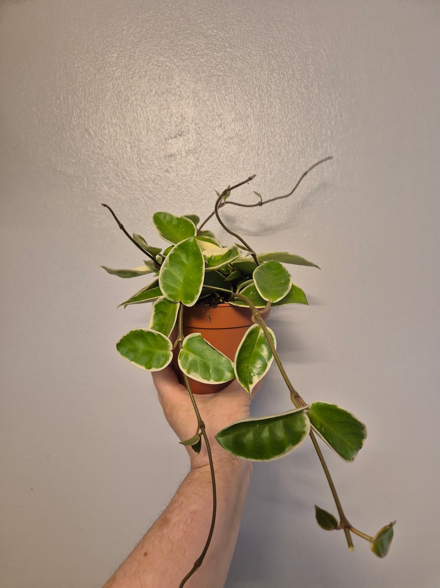 Hoya Carnosa Krimson Queen Plant | 12cm Pot | Rare Wax plant