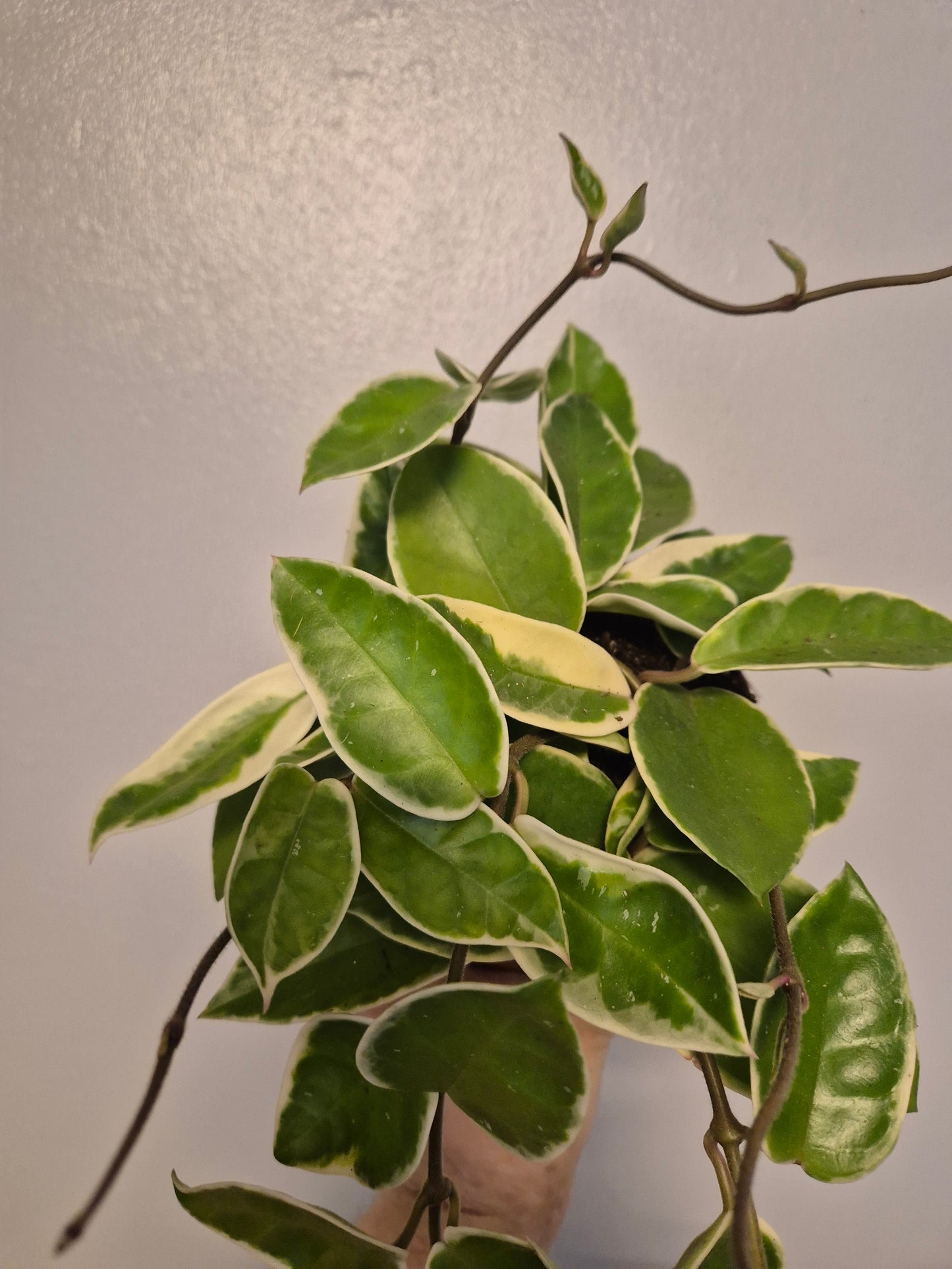 Hoya Carnosa Krimson Queen Plant | 12cm Pot | Rare Wax plant