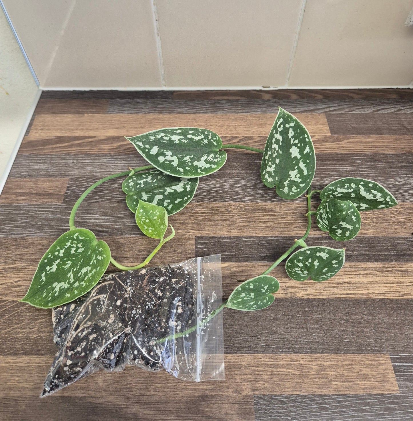 Scindapsus Pictus Argyraeus 8-9 Leaves Silver Satin Pothos Plant Rooted Cutting