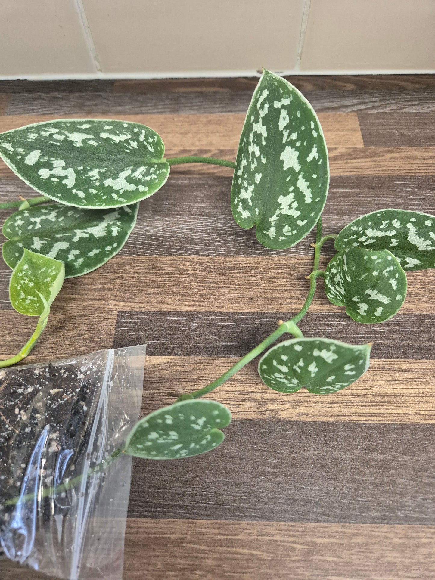 Scindapsus Pictus Argyraeus 8-9 Leaves Silver Satin Pothos Plant Rooted Cutting