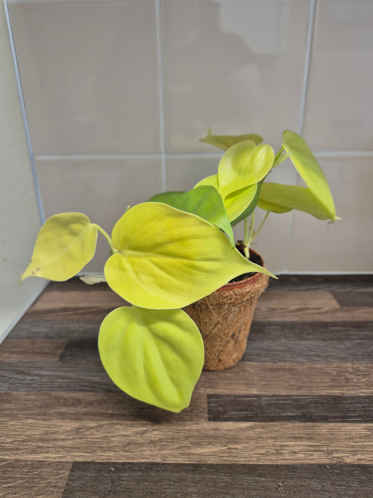 Philodendron  Micans Lemon Lime Plant In A Kokedama Pot 9cm | Indoor Plant