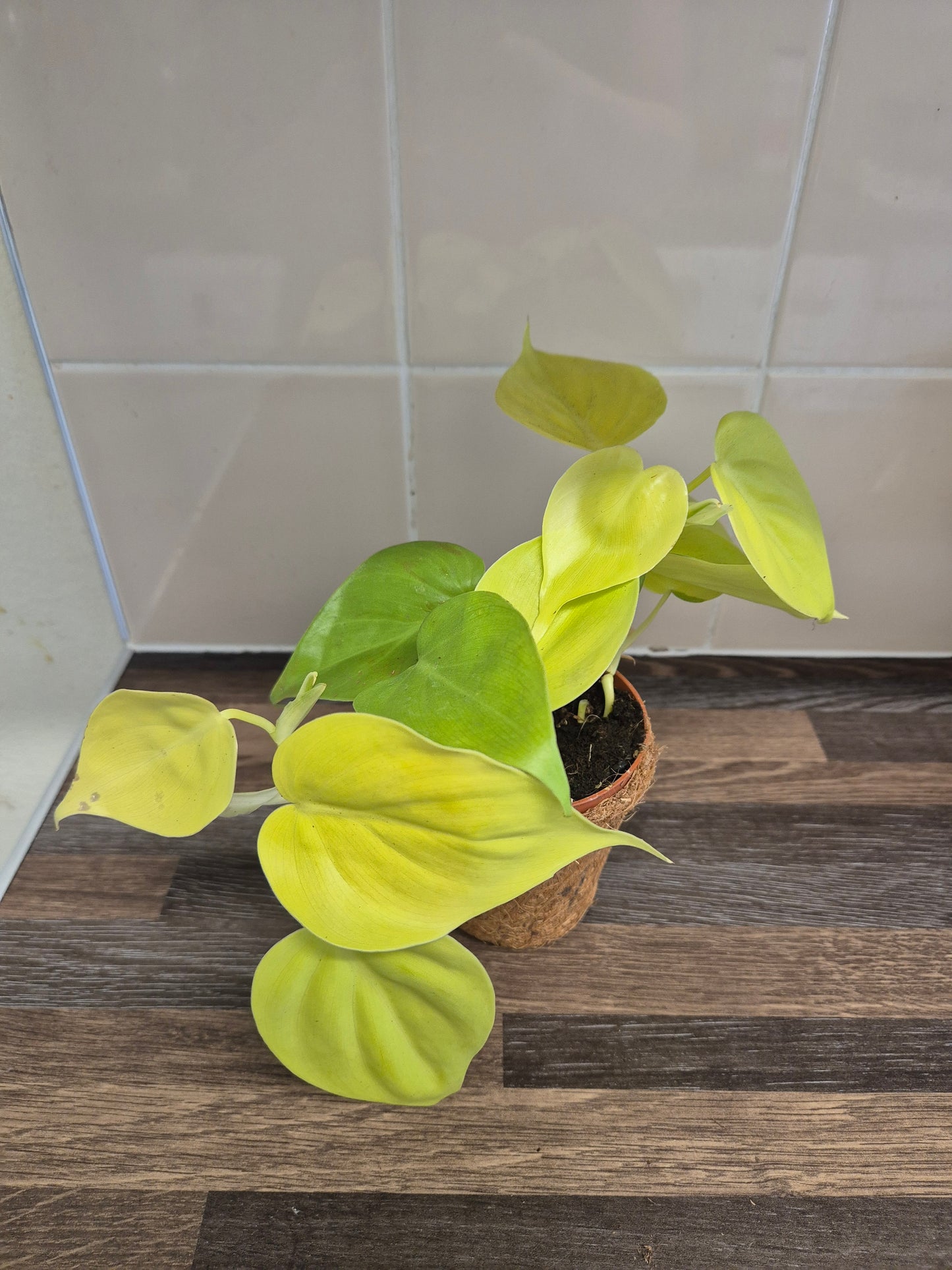 Philodendron  Micans Lemon Lime Plant In A Kokedama Pot 9cm | Indoor Plant