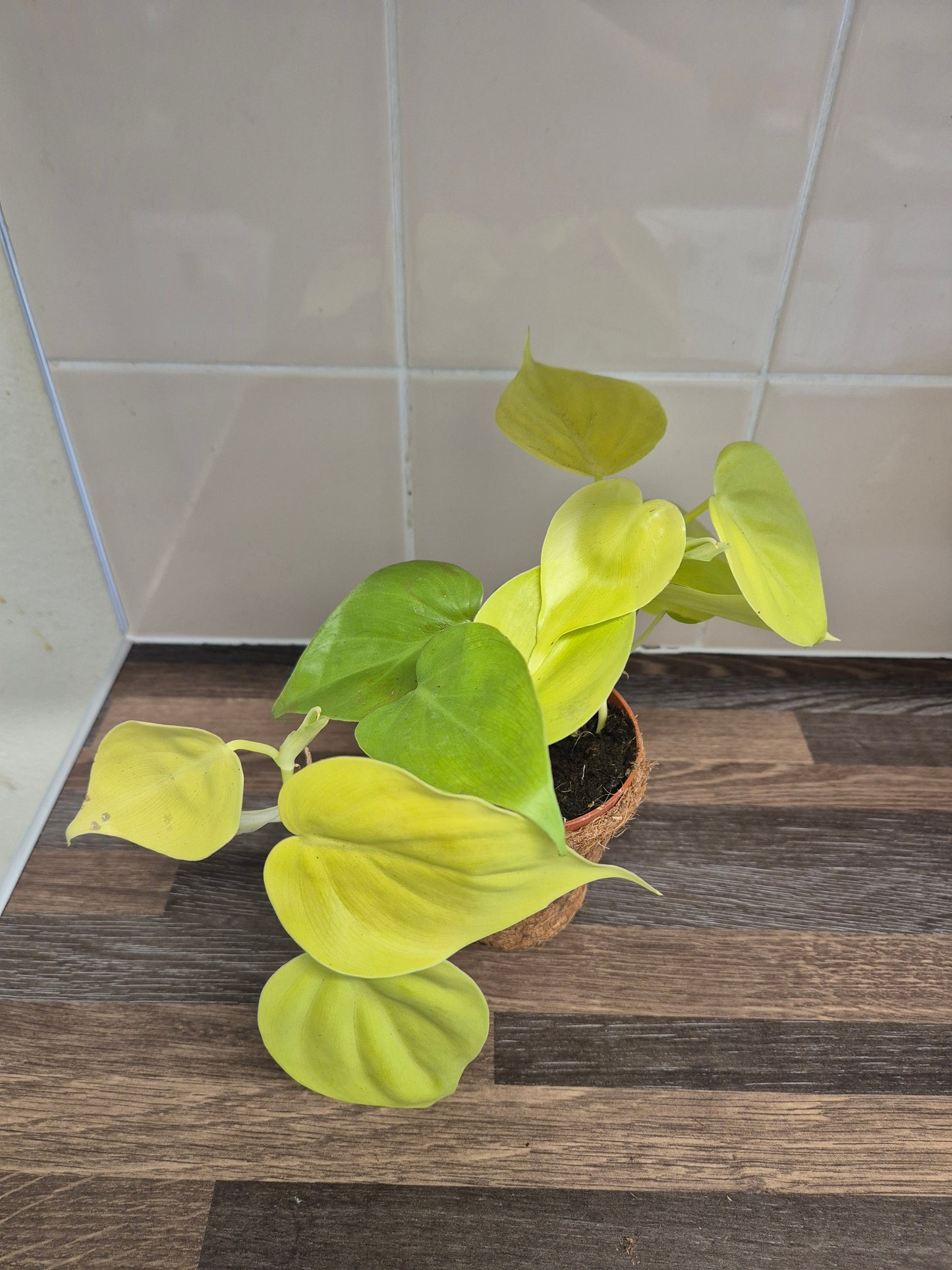 Philodendron  Micans Lemon Lime Plant In A Kokedama Pot 9cm | Indoor Plant