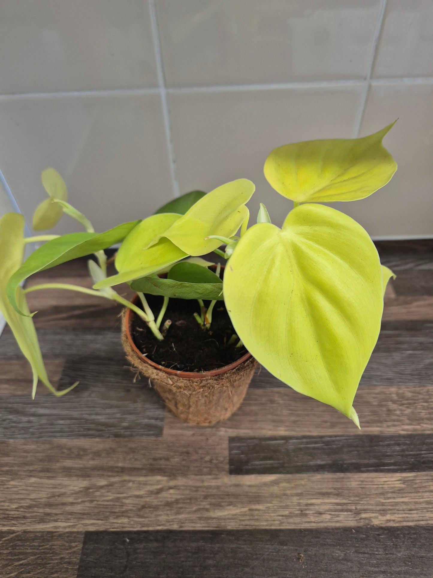 Philodendron  Micans Lemon Lime Plant In A Kokedama Pot 9cm | Indoor Plant