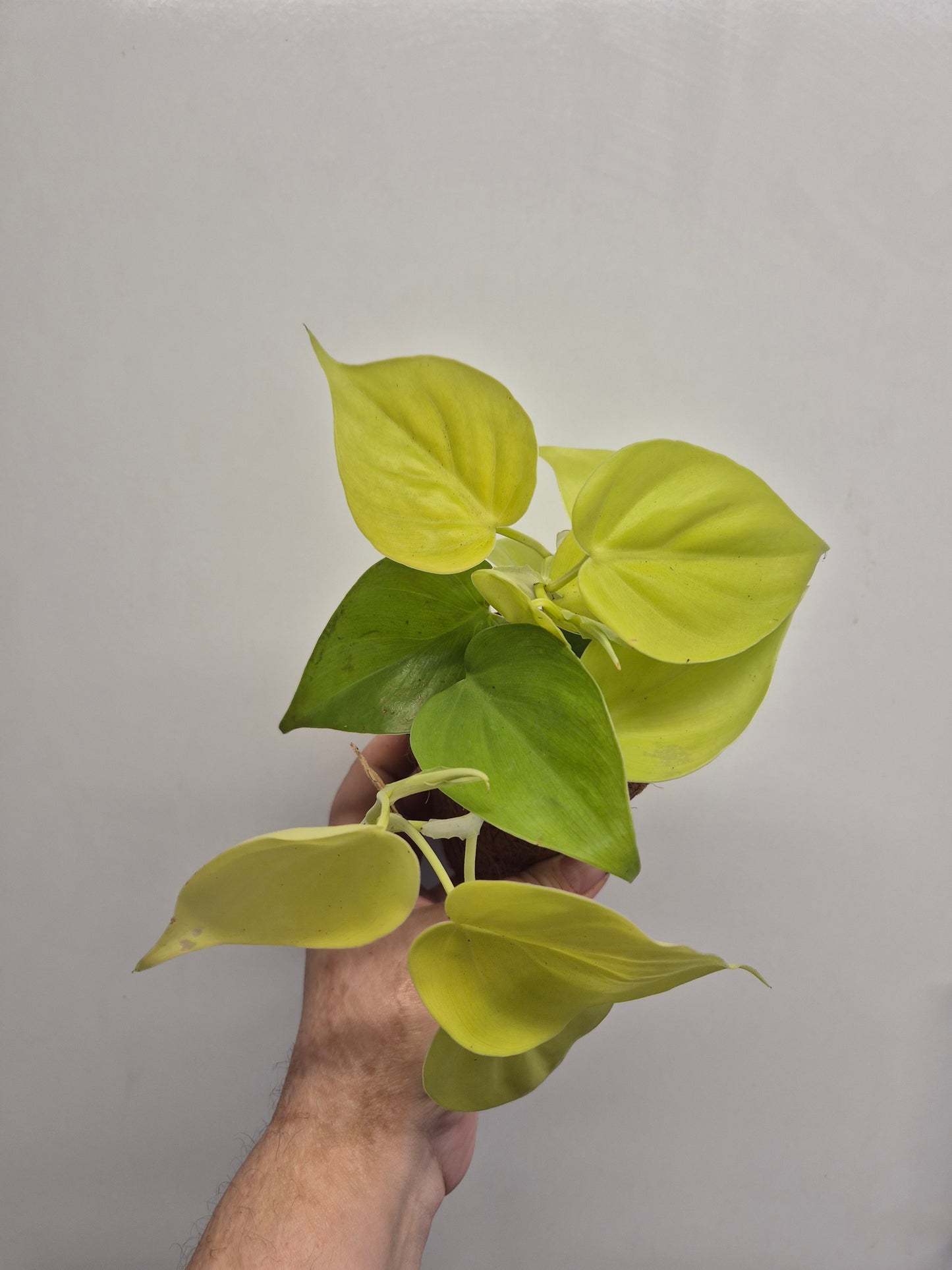 Philodendron  Micans Lemon Lime Plant In A Kokedama Pot 9cm | Indoor Plant