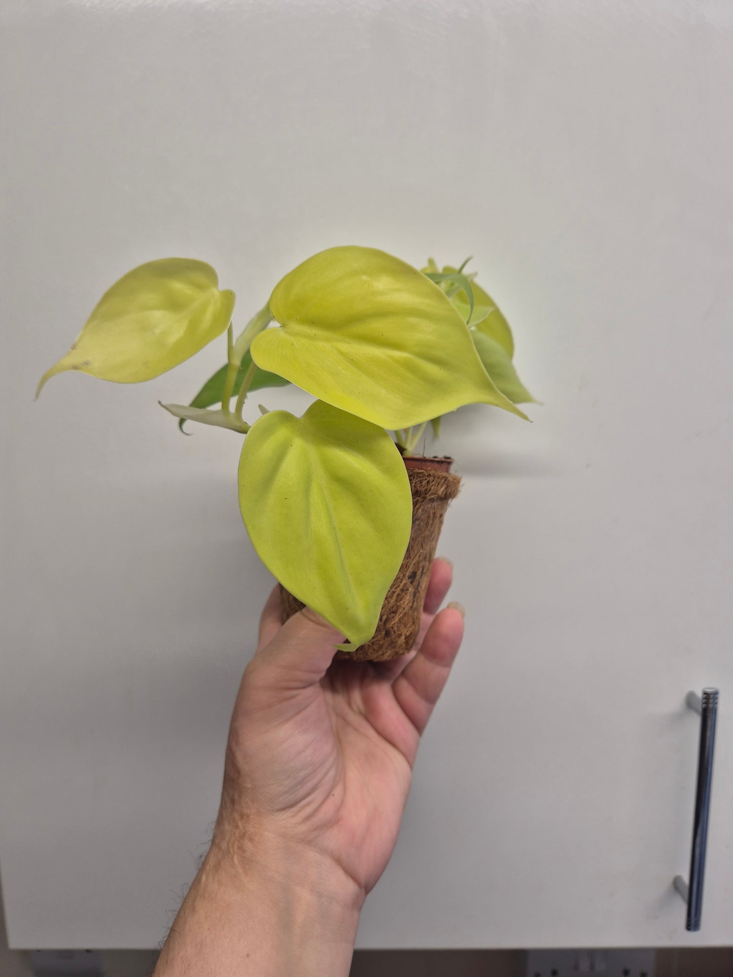 Philodendron  Micans Lemon Lime Plant In A Kokedama Pot 9cm | Indoor Plant