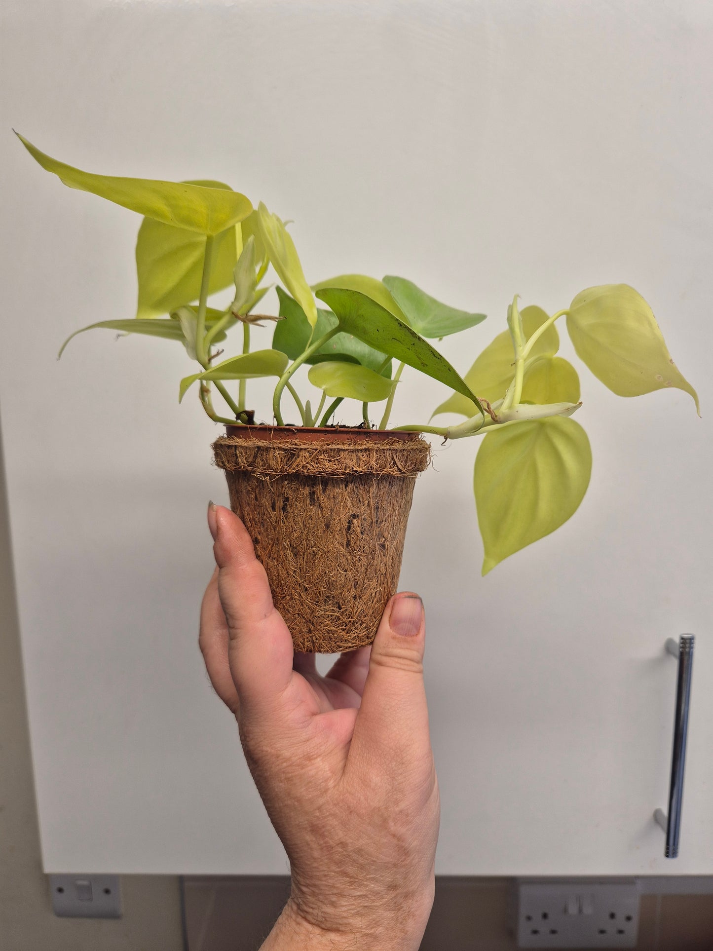 Philodendron  Micans Lemon Lime Plant In A Kokedama Pot 9cm | Indoor Plant