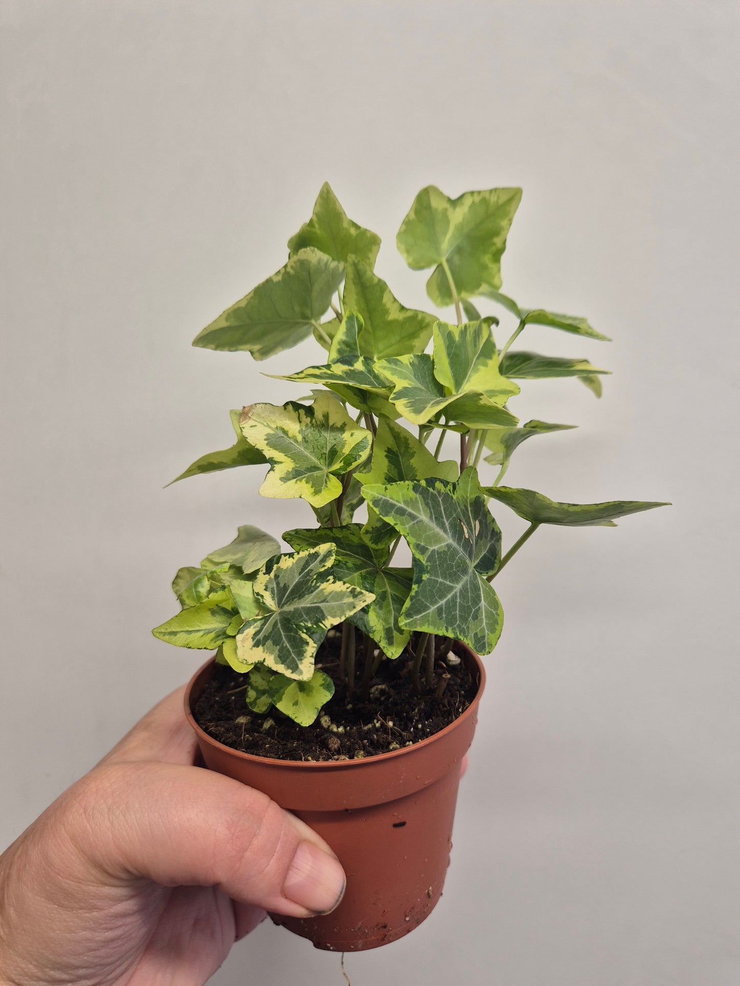 3x English Ivy Bundle | 9cm Pots  | Golden child | Green Triangular | White Wonder