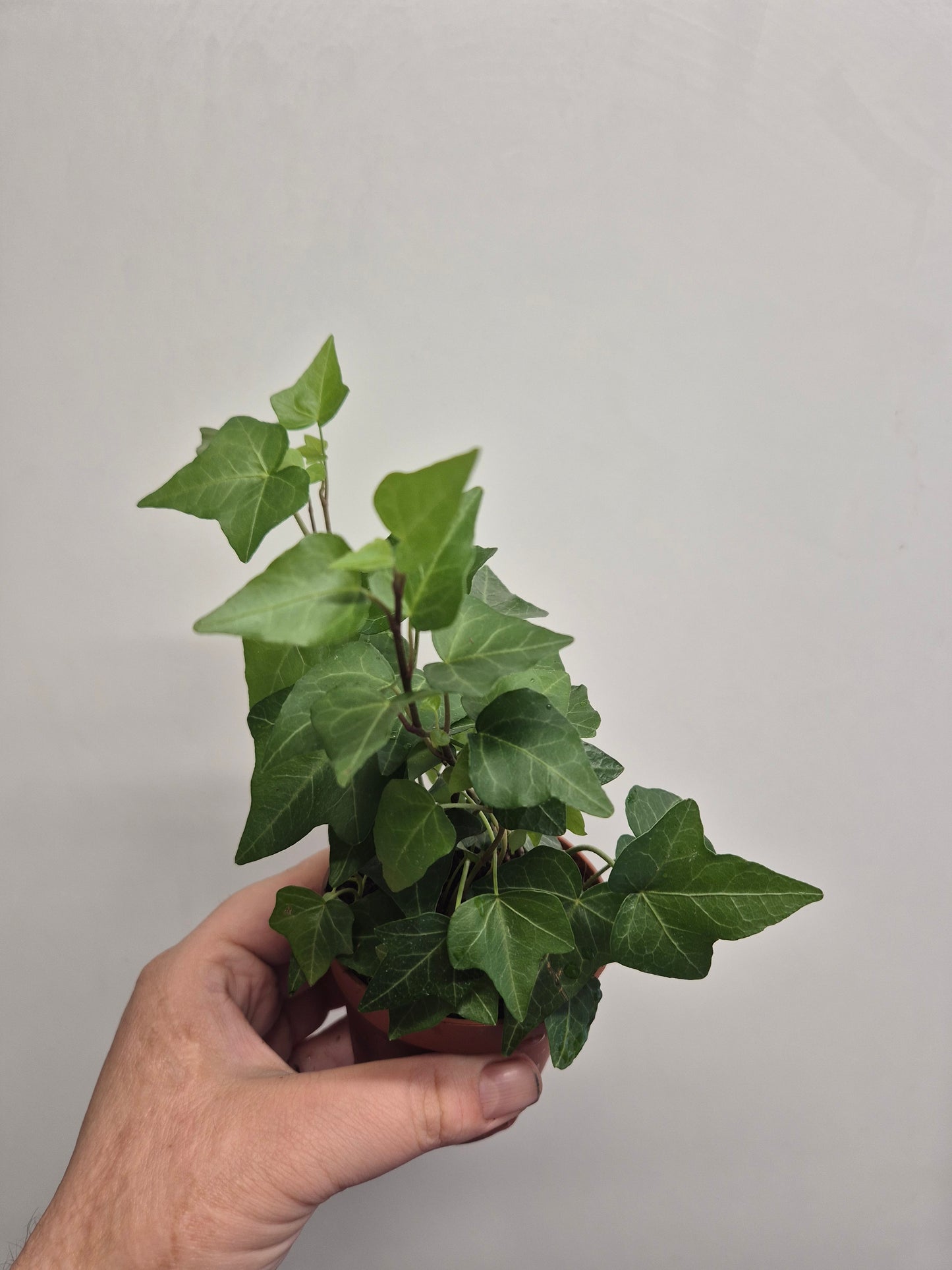 3x English Ivy Bundle | 9cm Pots  | Golden child | Green Triangular | White Wonder