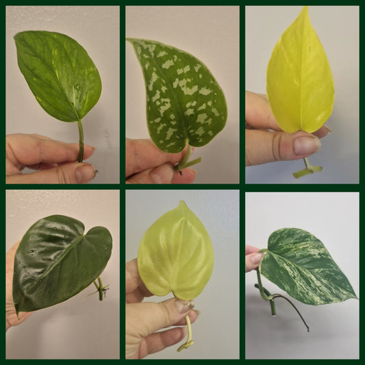 6x Pothos / Philodendron Cutting Bundle