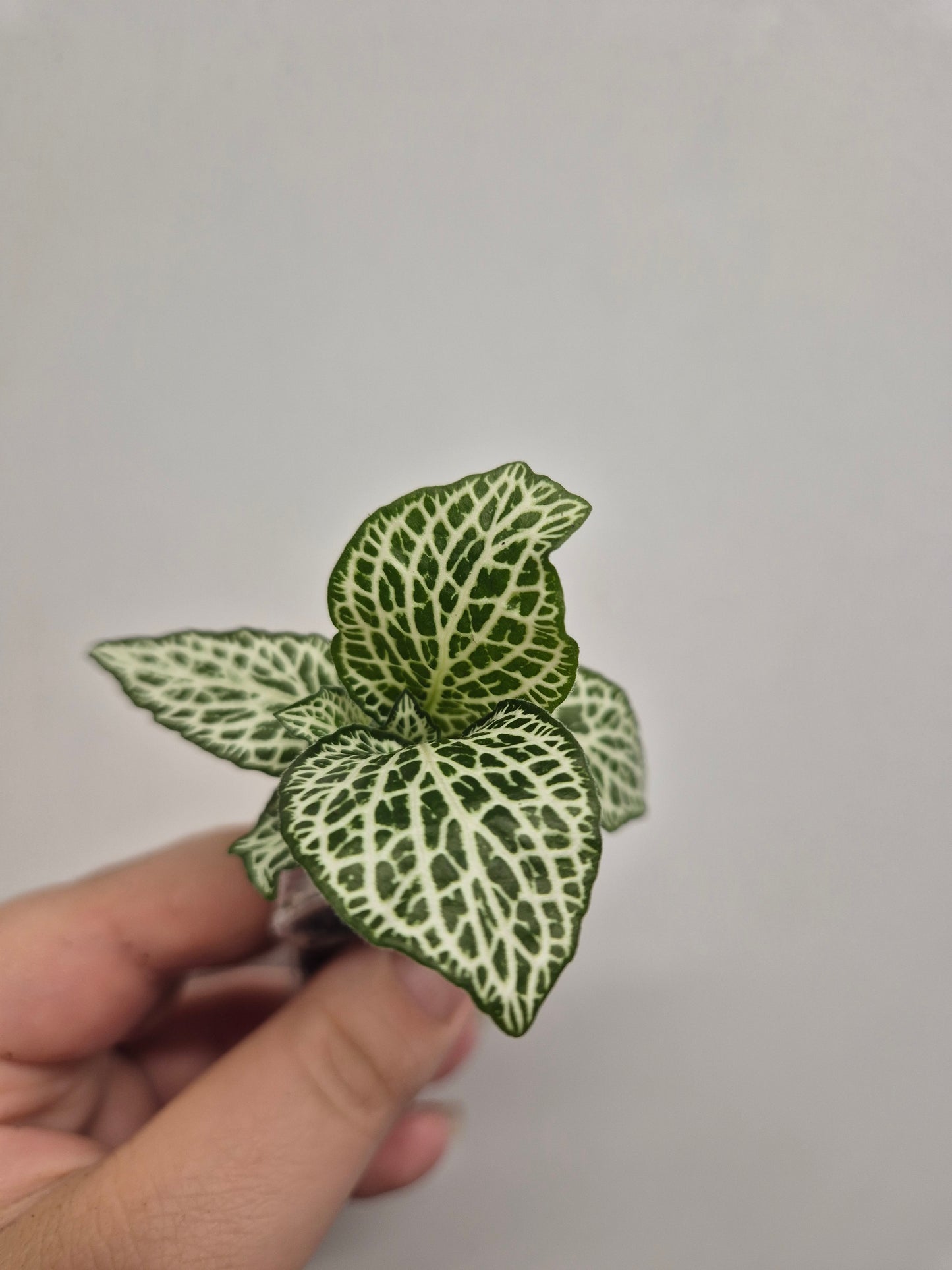 Nerve Plant | Mosaic Plant | fittonia plant | 6x Fittonia plants| Rooted Cutting