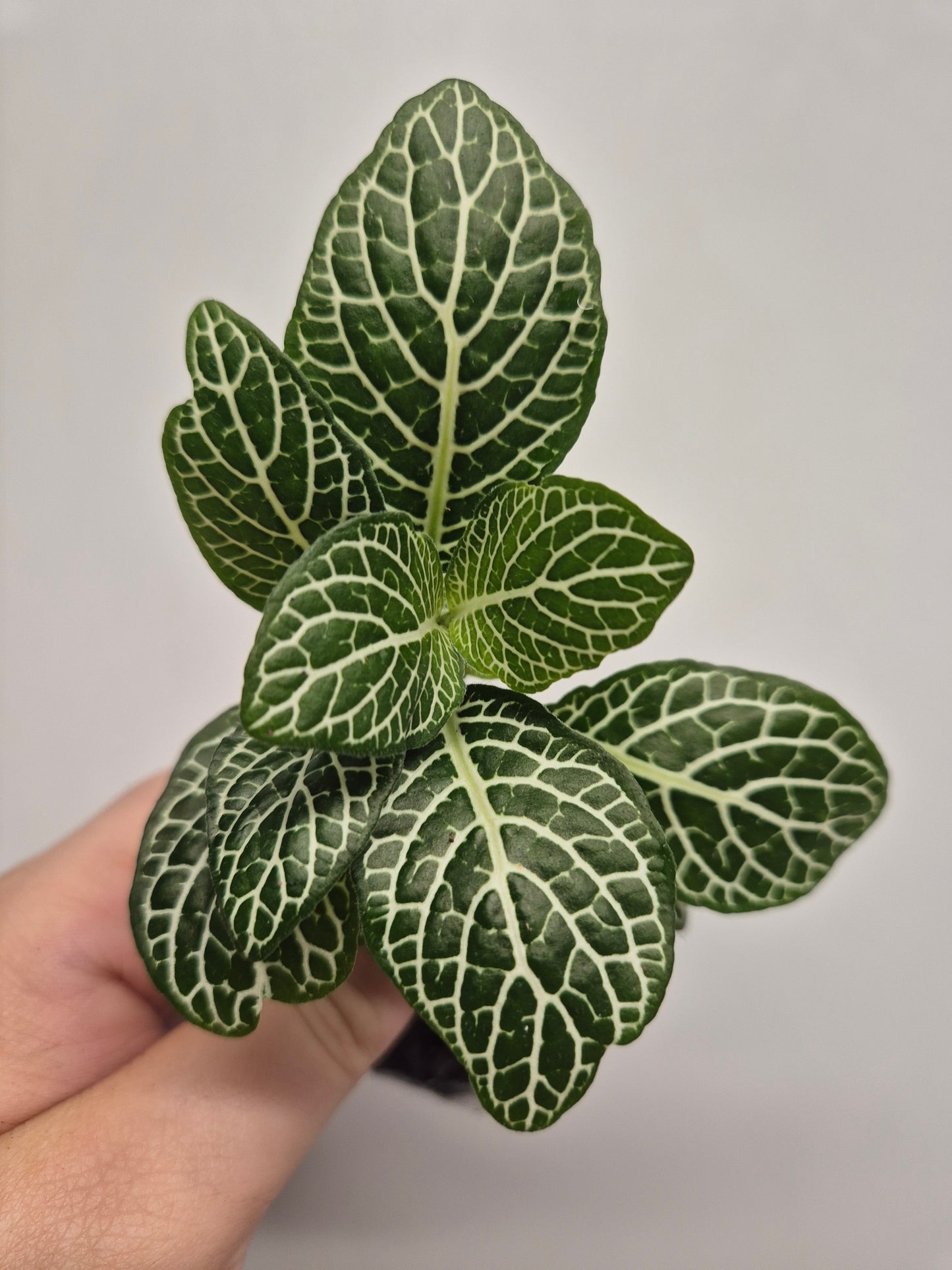 Nerve Plant | Mosaic Plant | fittonia plant | 6x Fittonia plants| Rooted Cutting