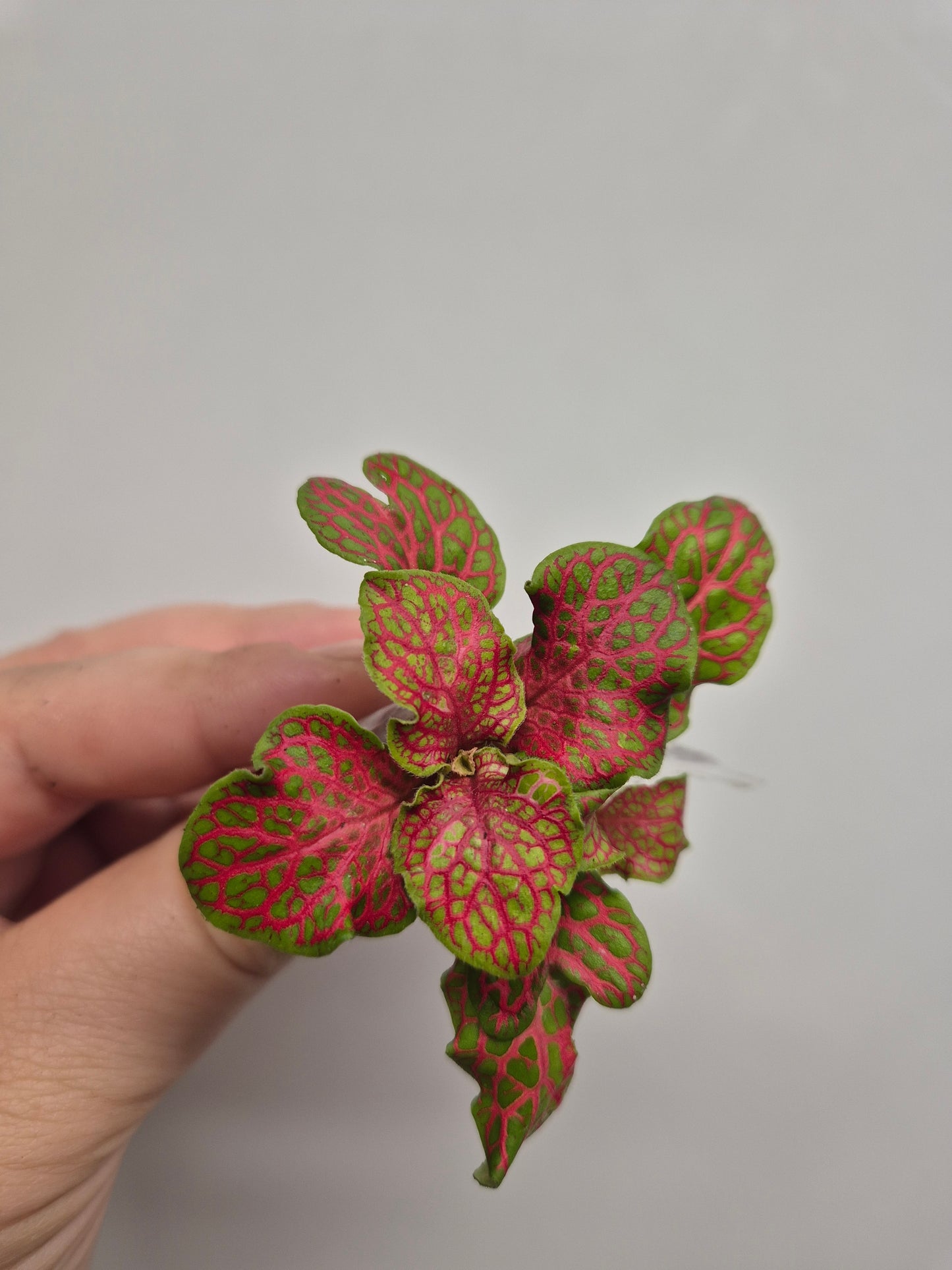 Nerve Plant | Mosaic Plant | fittonia plant | 6x Fittonia plants| Rooted Cutting