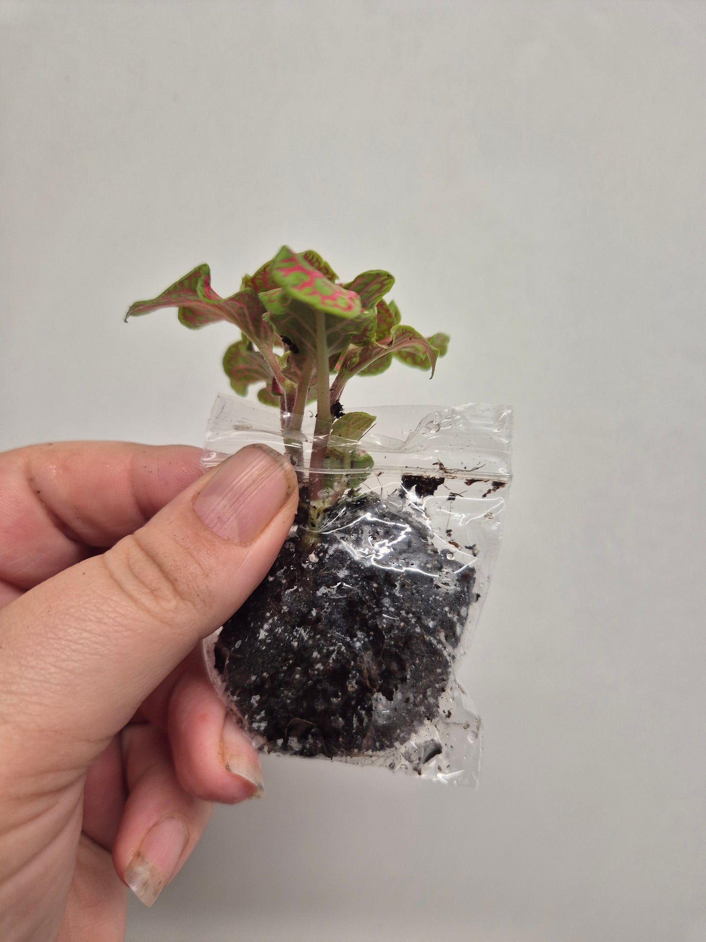 Nerve Plant | Mosaic Plant | fittonia plant | 6x Fittonia plants| Rooted Cutting