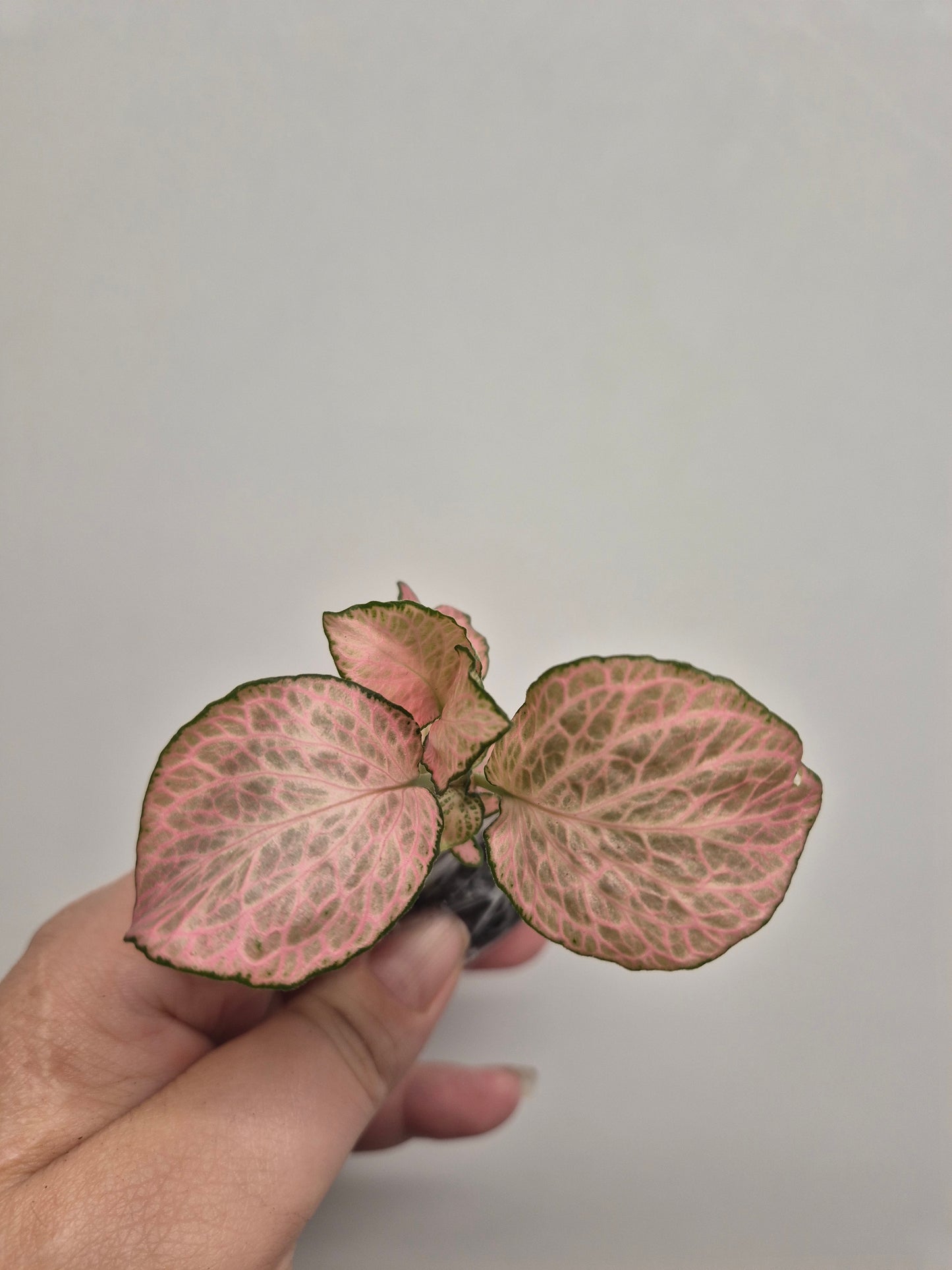 Nerve Plant | Mosaic Plant | fittonia plant | 6x Fittonia plants| Rooted Cutting