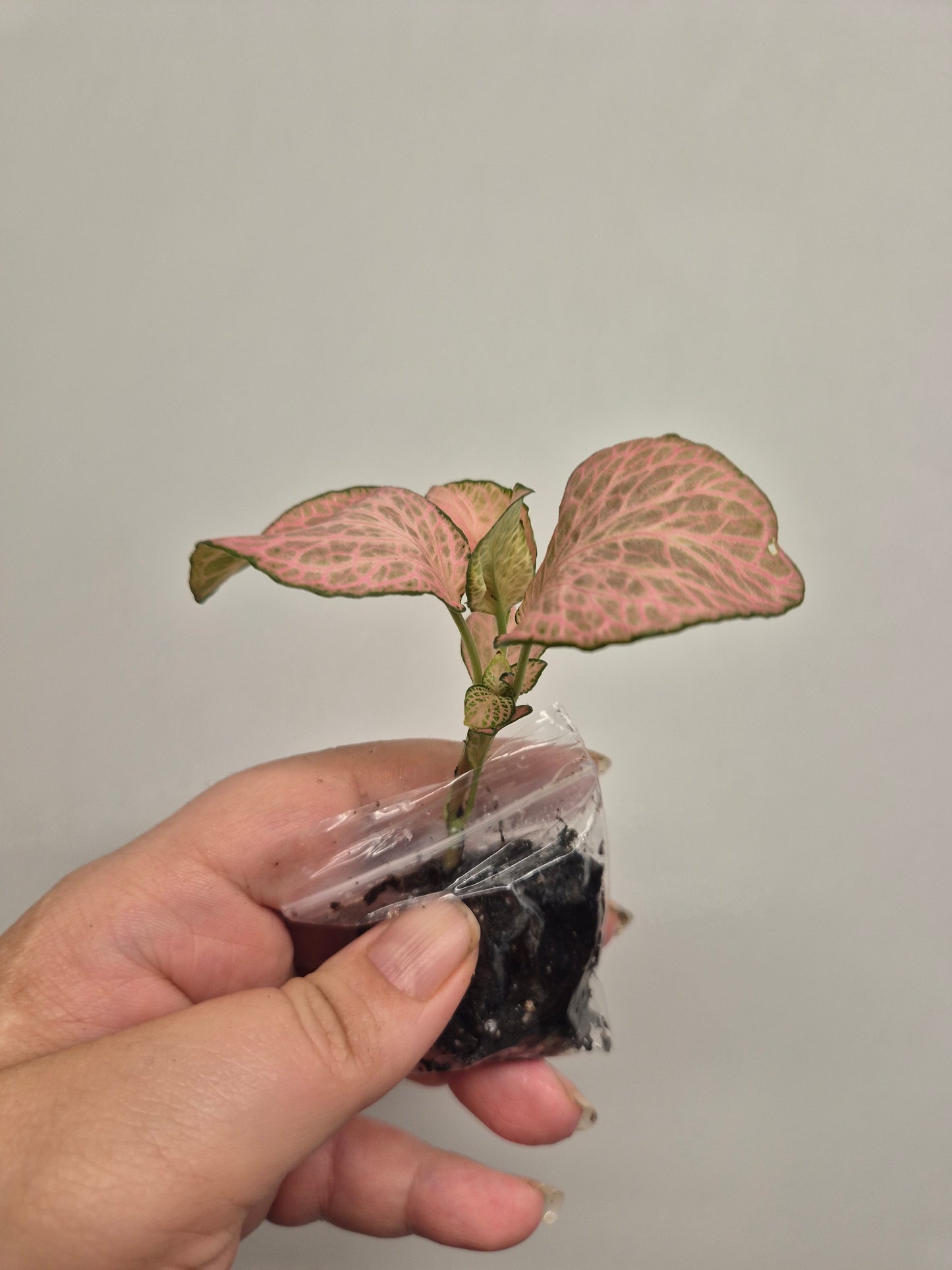 Nerve Plant | Mosaic Plant | fittonia plant | 6x Fittonia plants| Rooted Cutting