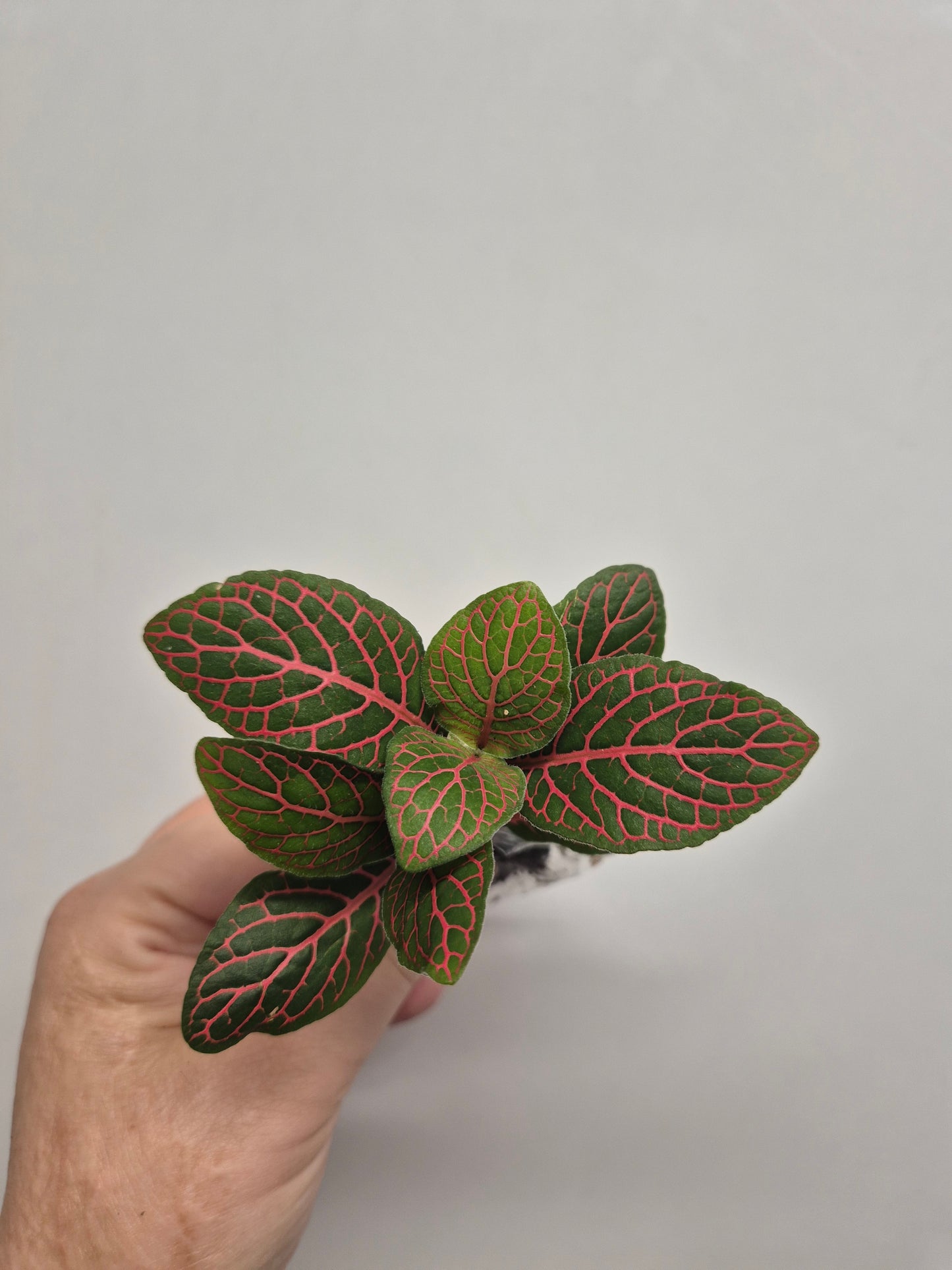 Nerve Plant | Mosaic Plant | fittonia plant | 6x Fittonia plants| Rooted Cutting