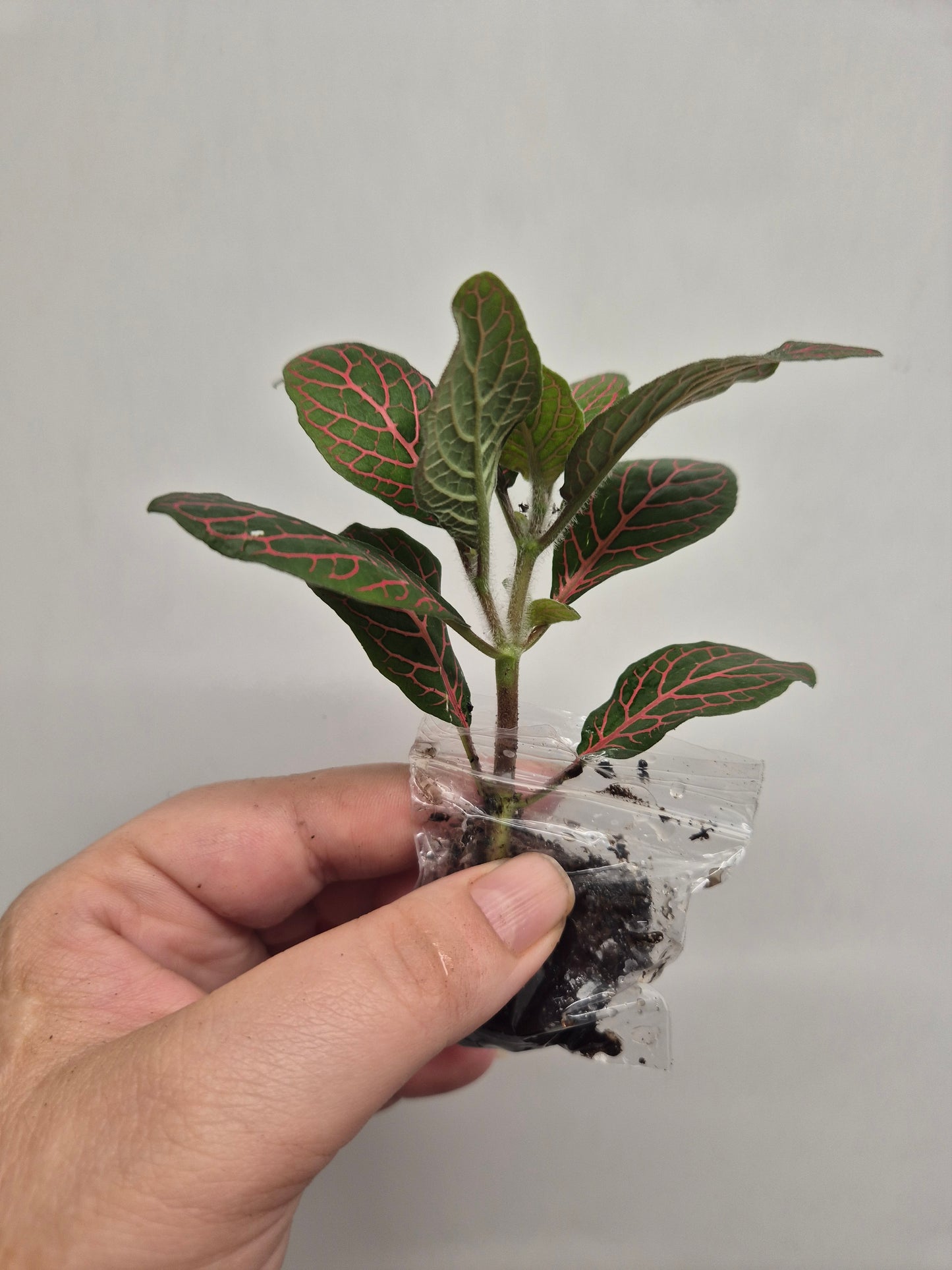 Nerve Plant | Mosaic Plant | fittonia plant | 6x Fittonia plants| Rooted Cutting