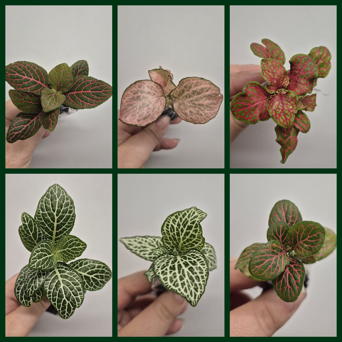 Nerve Plant | Mosaic Plant | fittonia plant | 6x Fittonia plants| Rooted Cutting