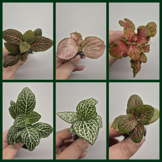 Nerve Plant | Mosaic Plant | fittonia plant | 6x Fittonia plants| Rooted Cutting