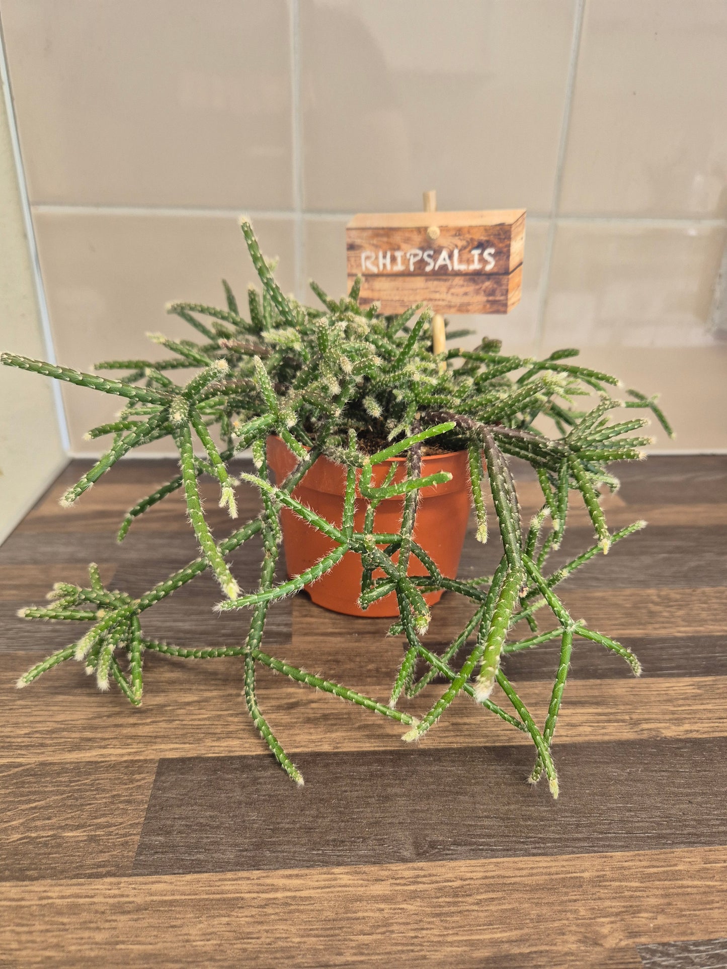 Rhipsalis Pilocarpa | Very rare Houseplant | Trailing cacti plant | 10.5cm Pot