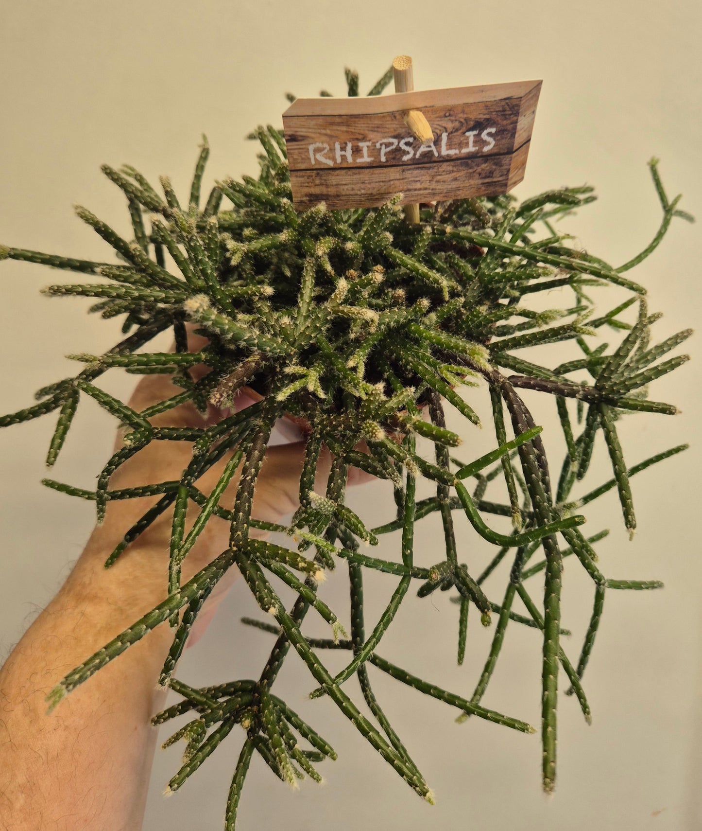 Rhipsalis Pilocarpa | Very rare Houseplant | Trailing cacti plant | 10.5cm Pot