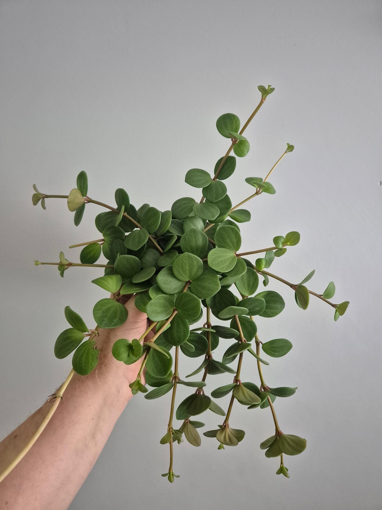 Peperomia Hope | In a 12cm Pot | Trailing Succulent House Plant | RARE