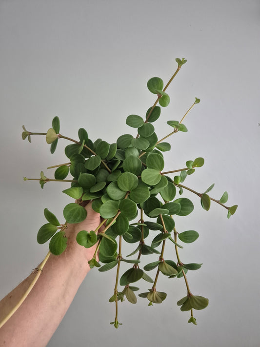 Peperomia Hope | In a 12cm Pot | Trailing Succulent House Plant | RARE