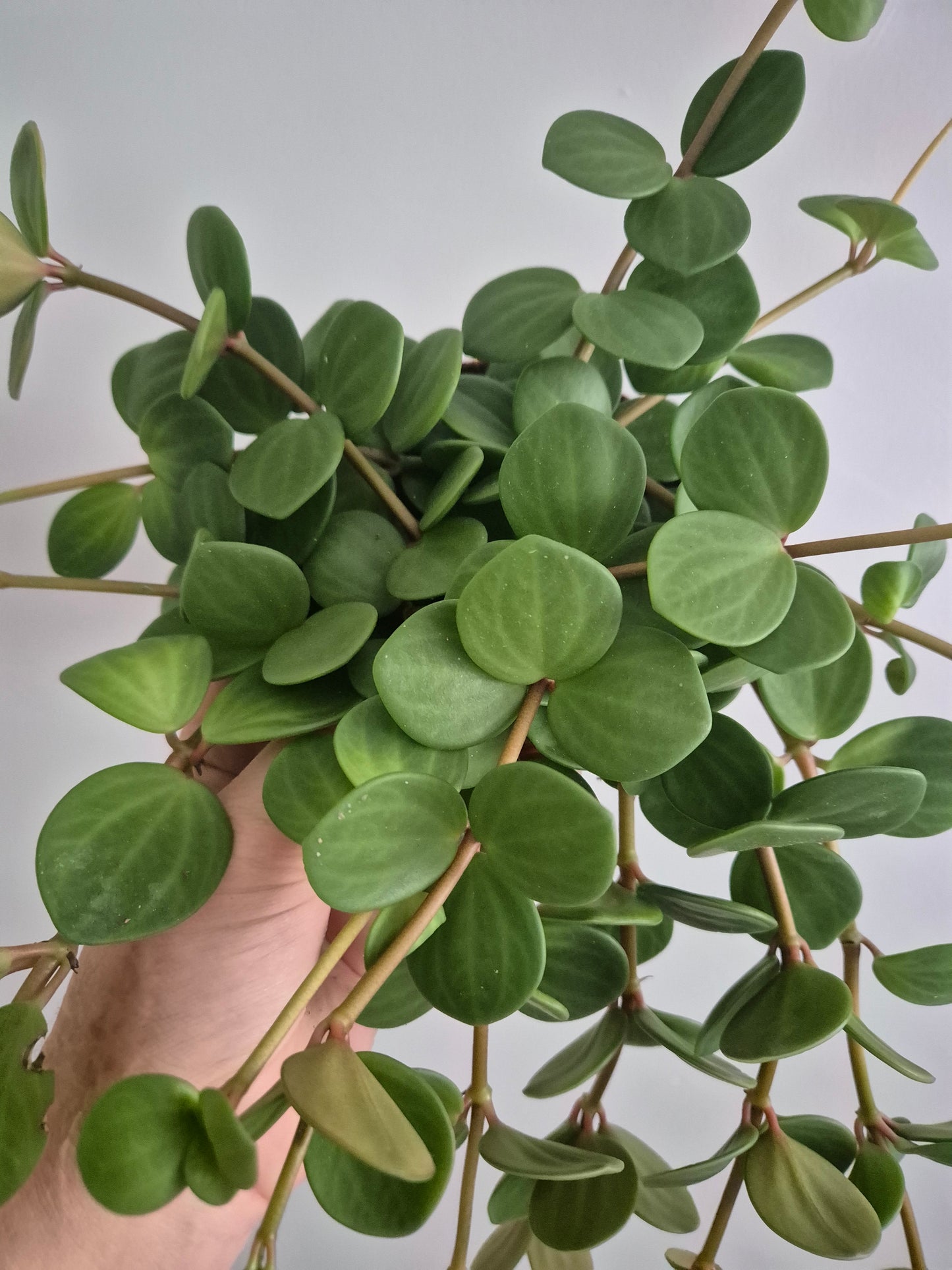 Peperomia Hope | In a 12cm Pot | Trailing Succulent House Plant | RARE